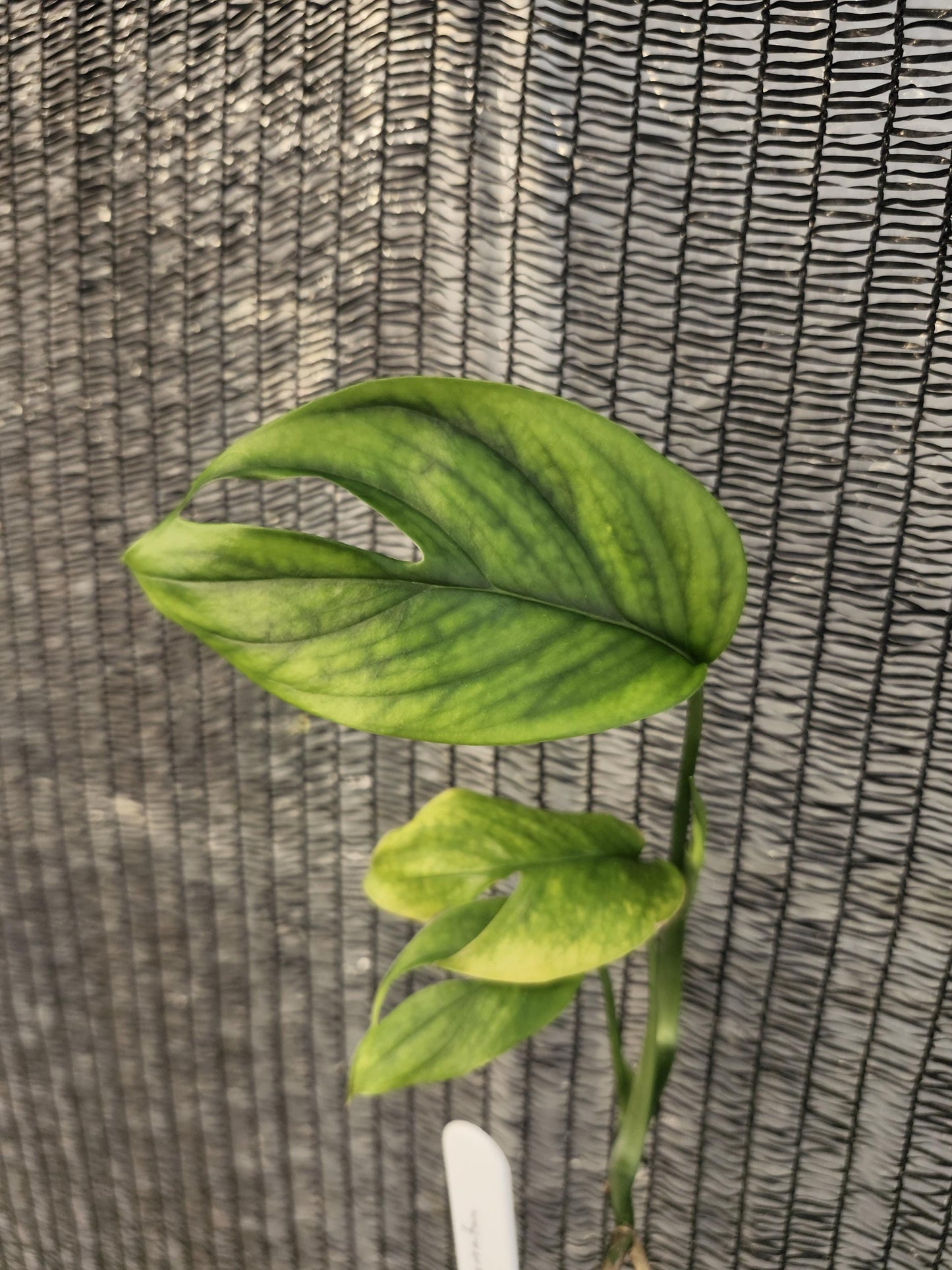 Monstera Subpinnata