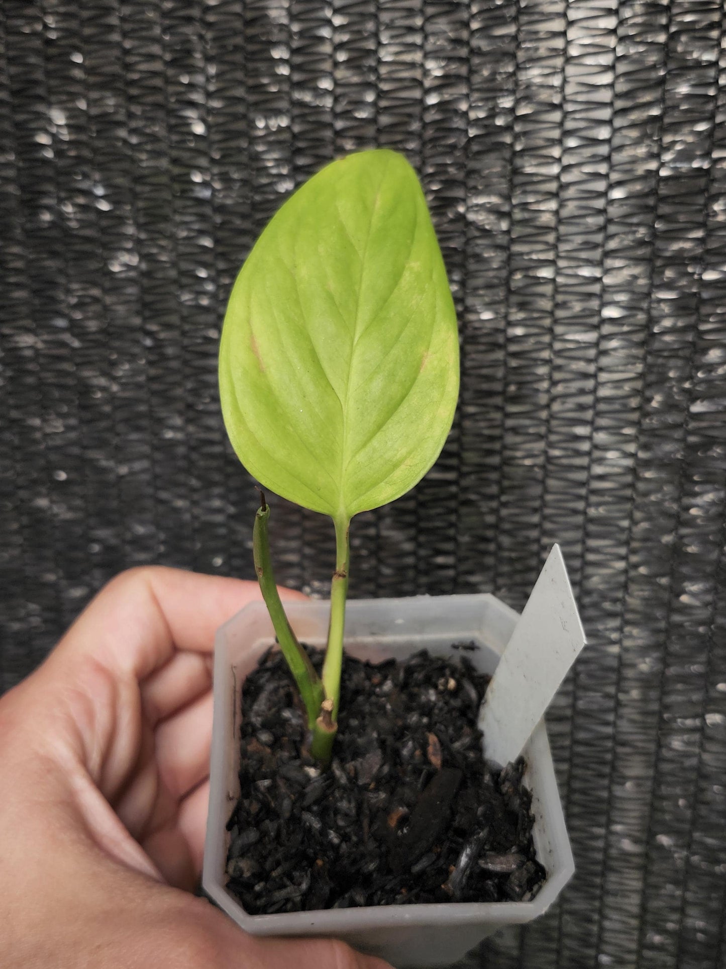Monstera Adansonii Var. Explitivii