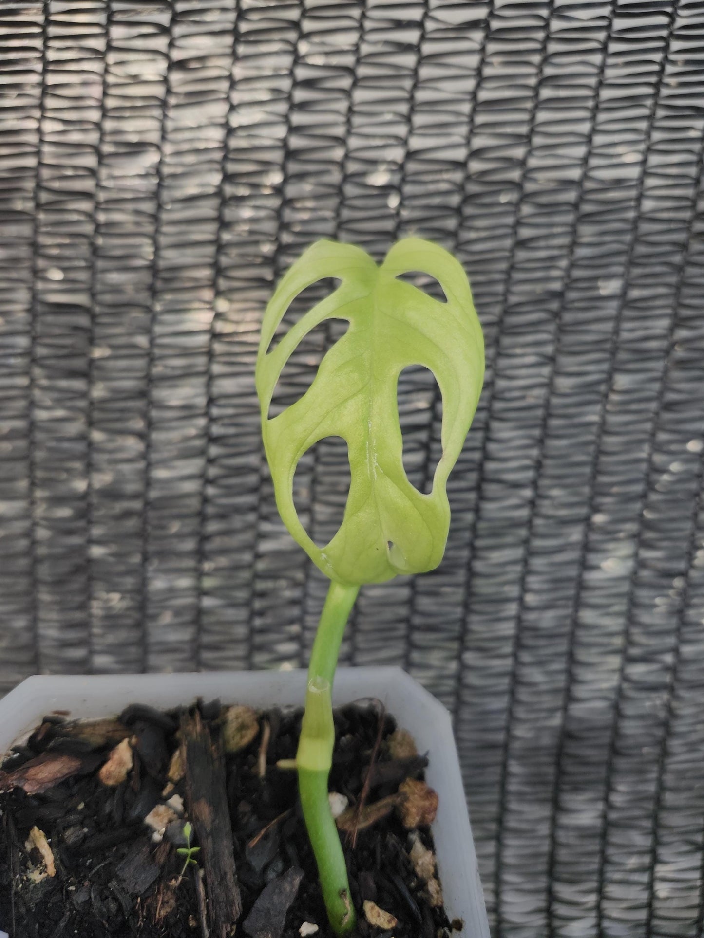 Monstera Obliqua AFF Sumaco