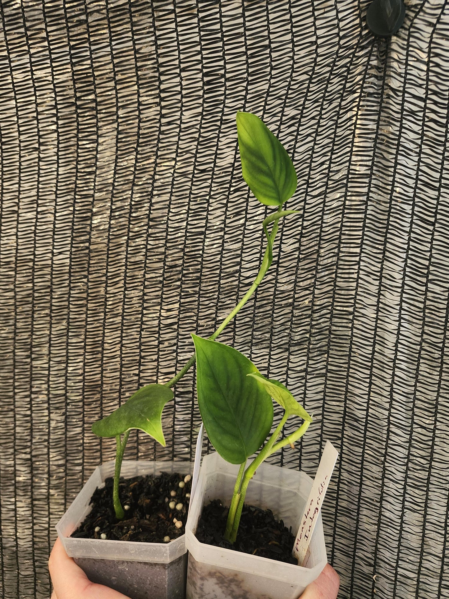 Monstera Integrifolia