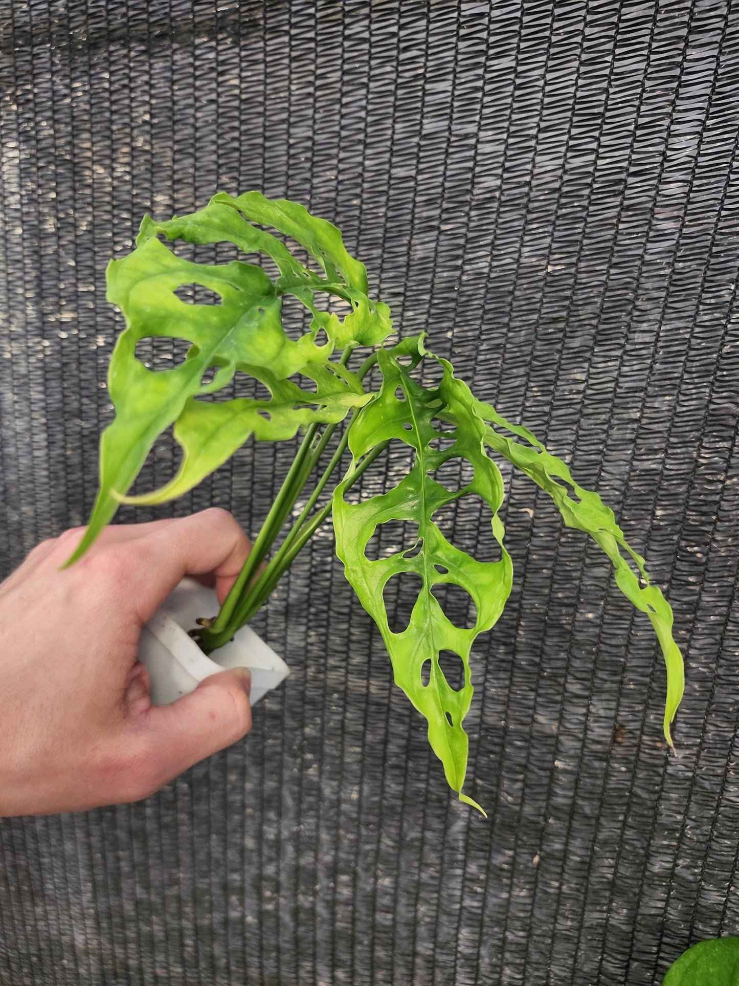 Monstera Obliqua Peru