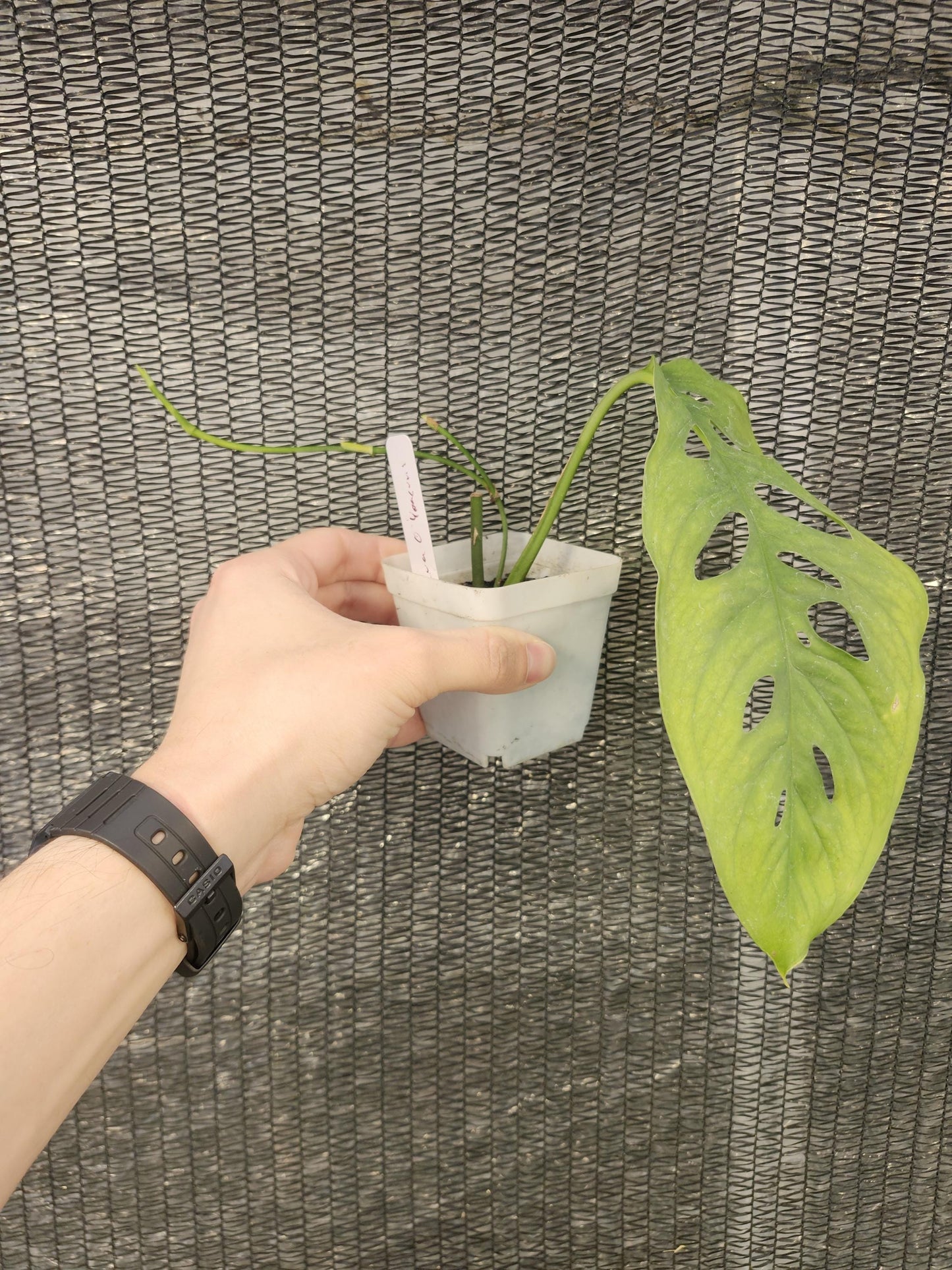 Monstera Obliqua Yasuni - Ecuador