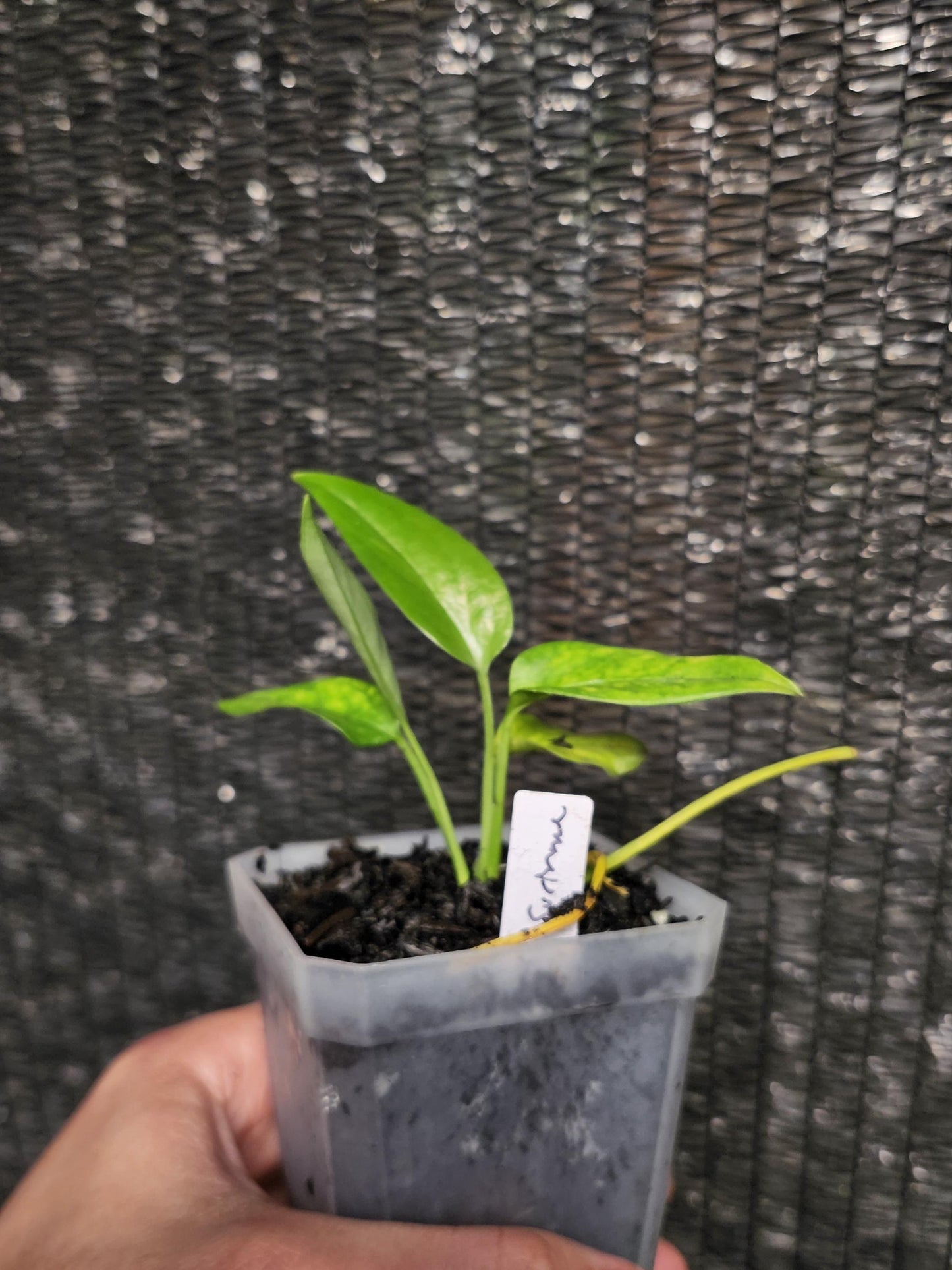 Monstera Obliqua Suriname
