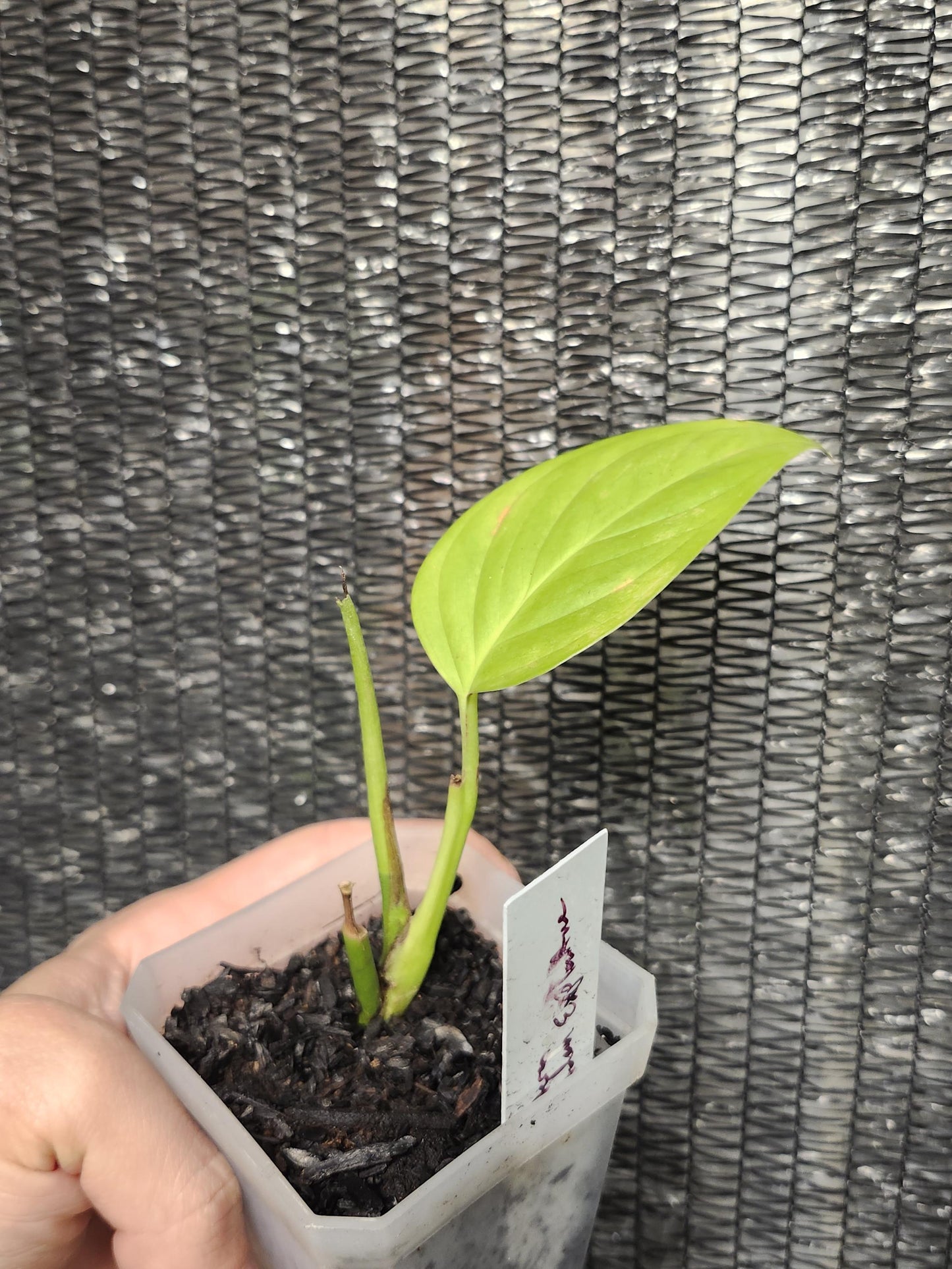 Monstera Adansonii Var. Explitivii