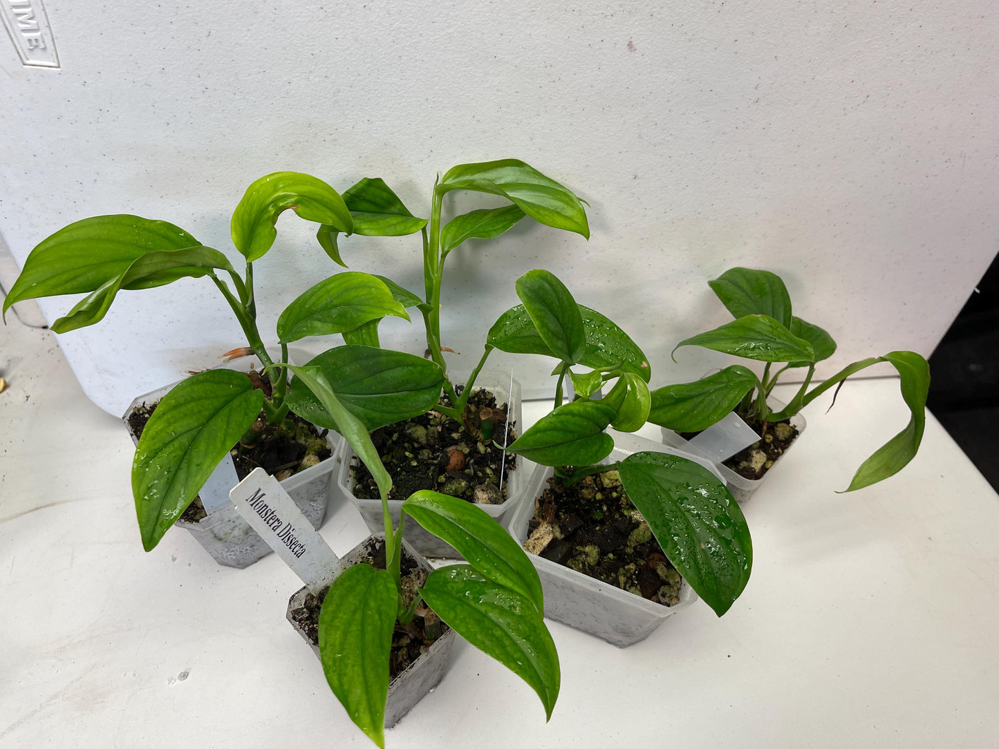 Monstera Dissecta