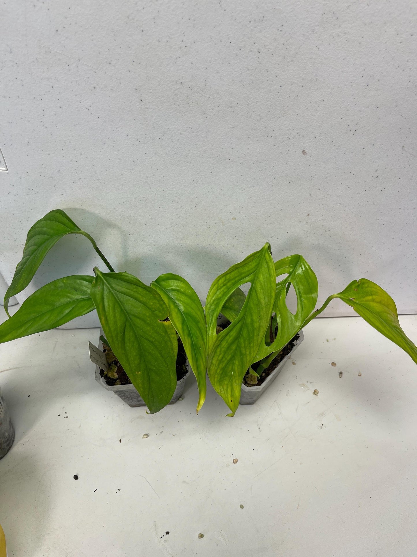 Monstera aff. obliqua Filamentous