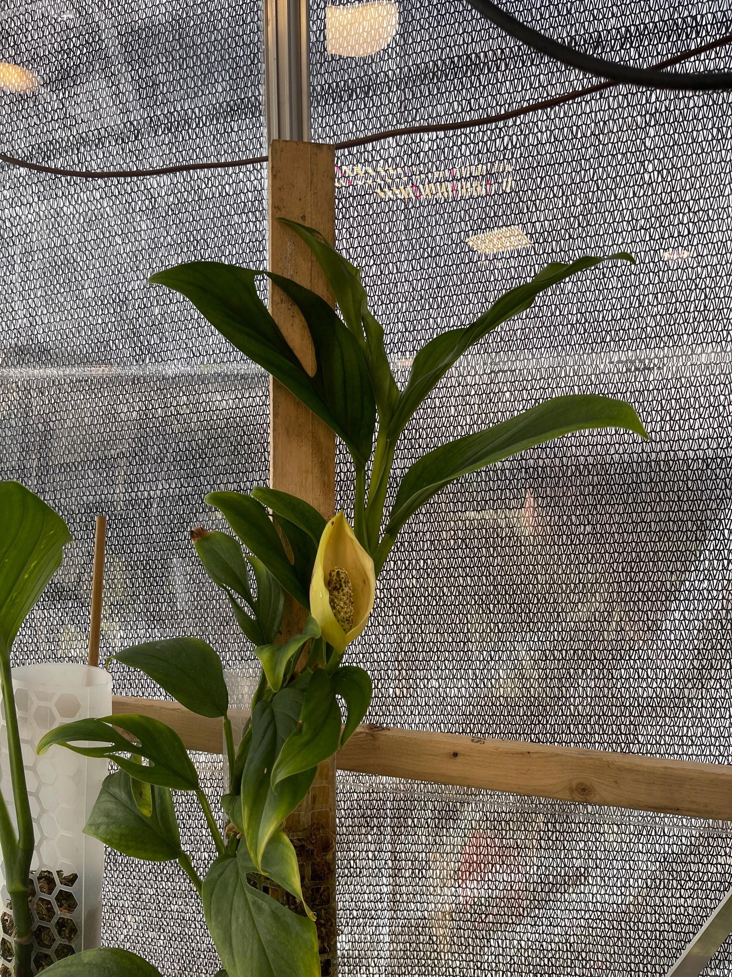 Monstera Dissecta