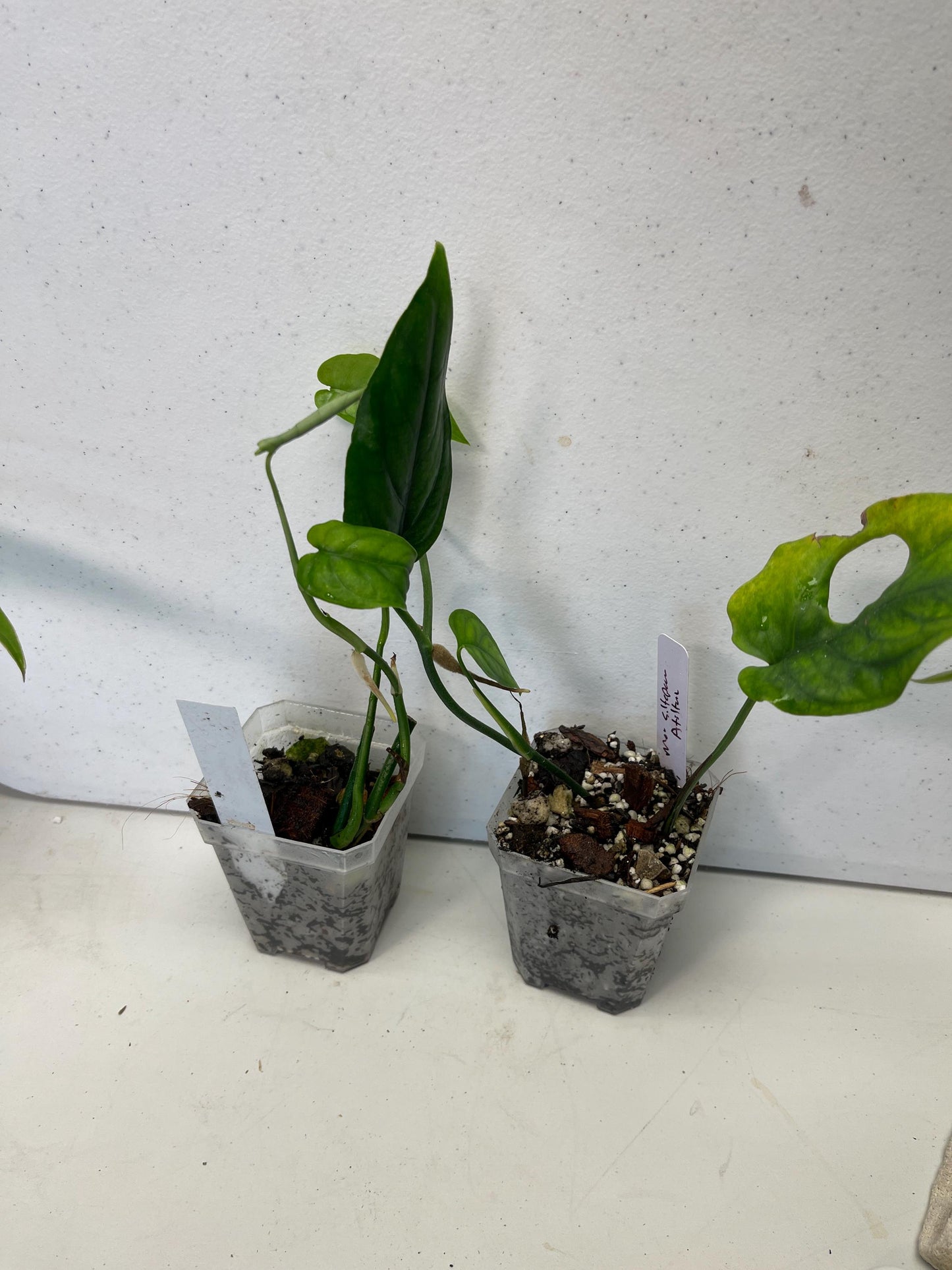 Monstera Siltepecana Atitlán -origin Guadamala Atitlán area