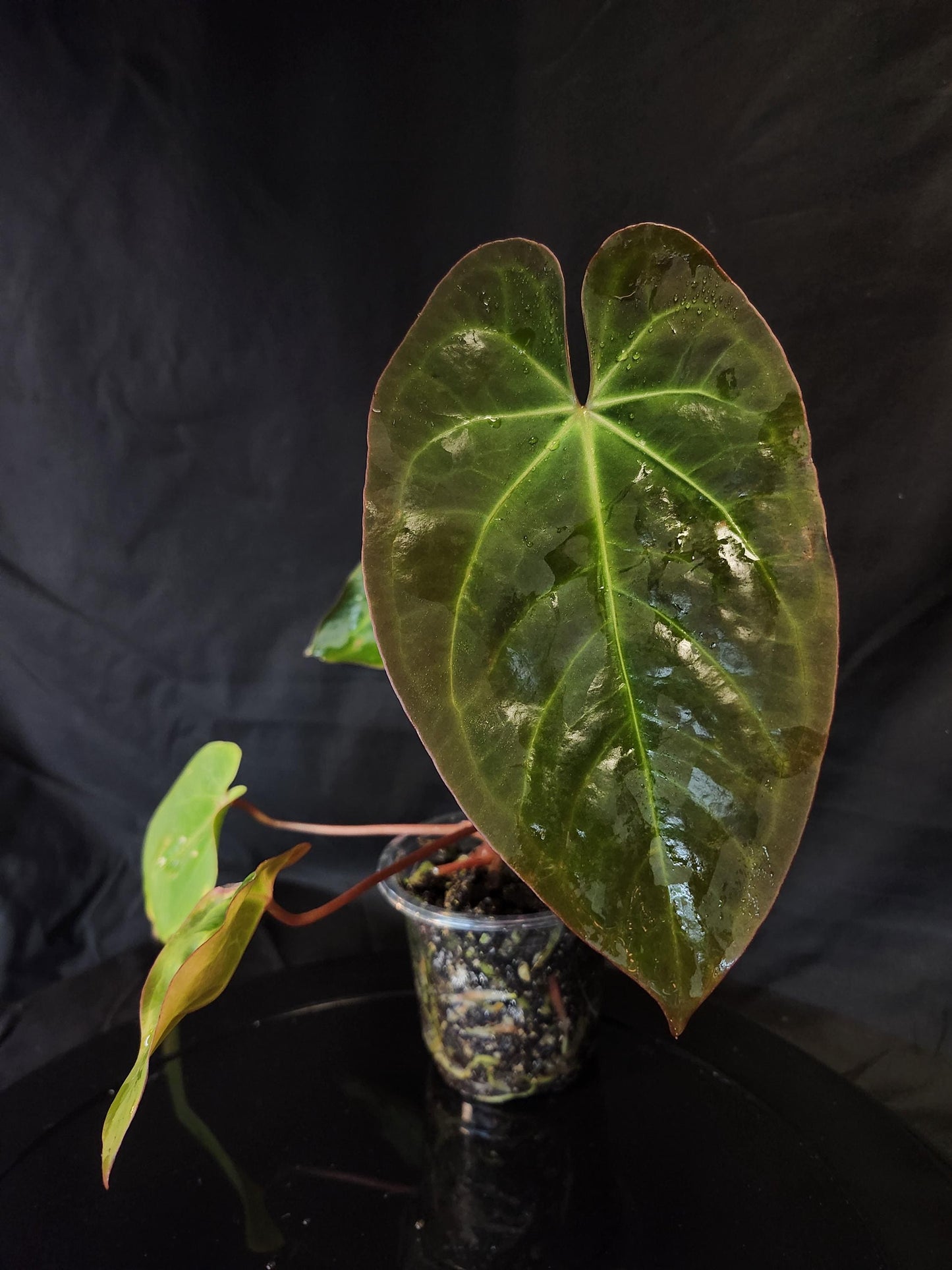 Anthurium (NSE Portillae x Pap) x Scott's Papillilaminum