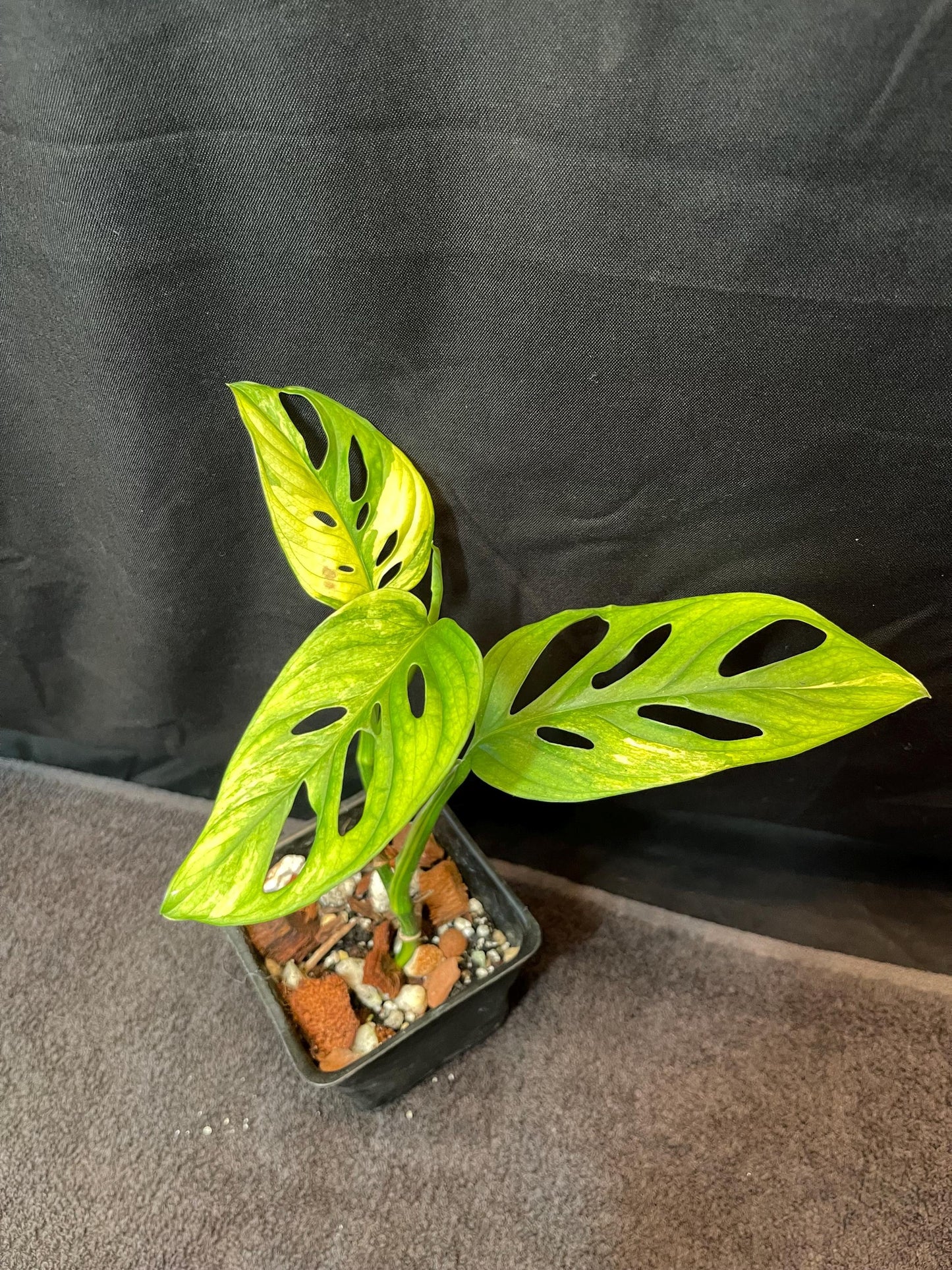 Monstera Adansonii Variegated Aurea