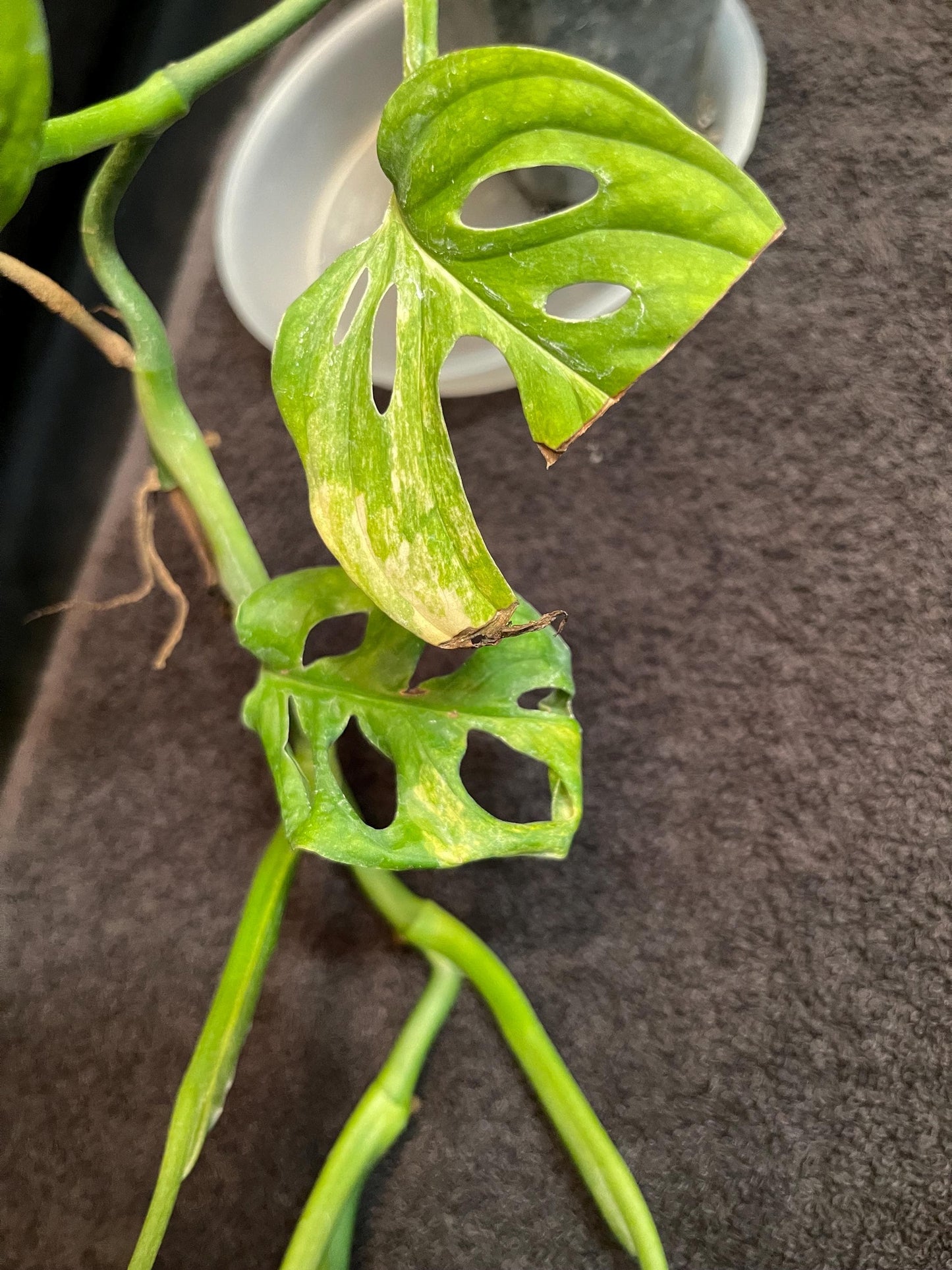Monstera Adansonii Variegated Aurea