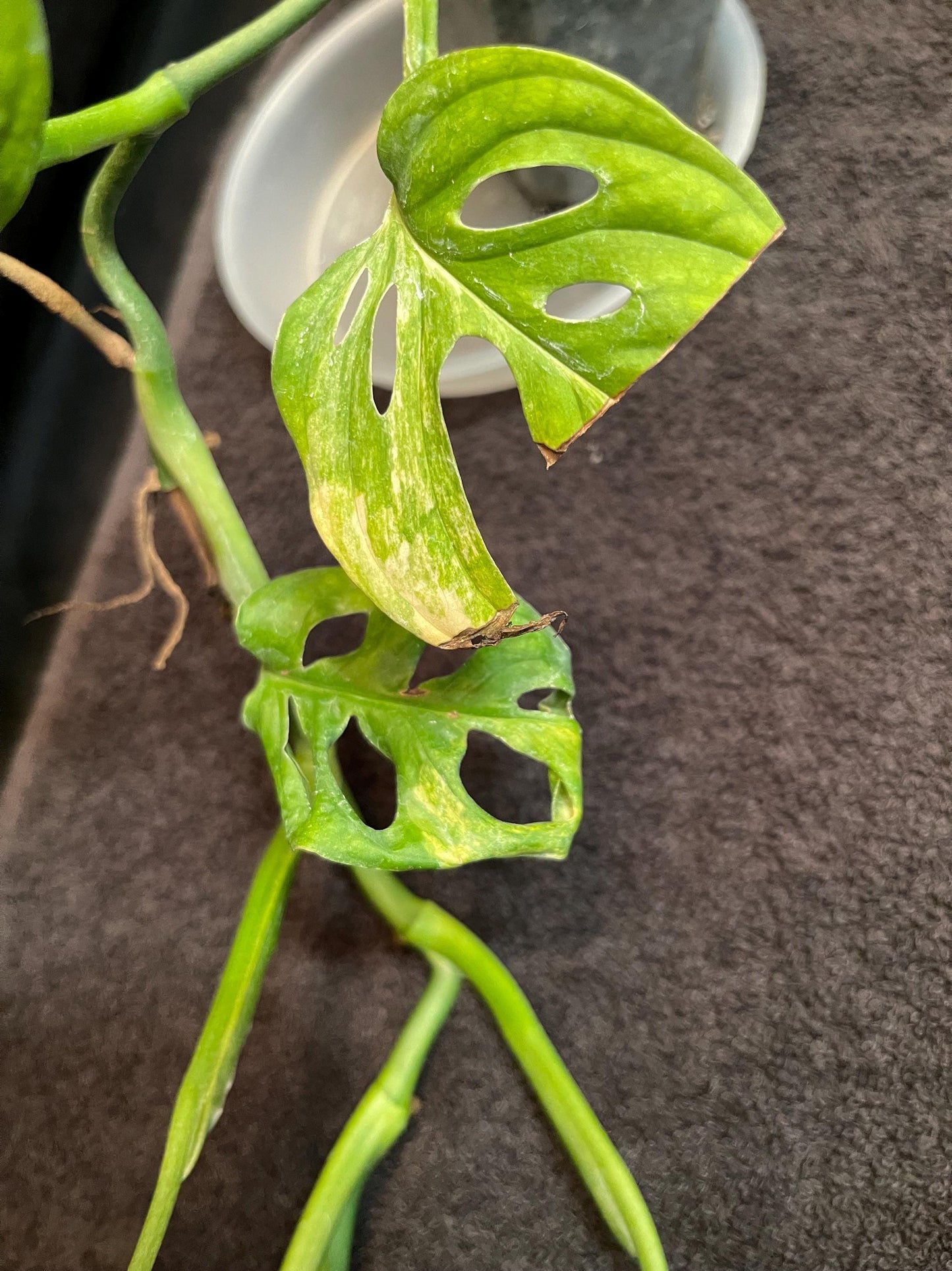 Monstera Adansonii Variegated Aurea