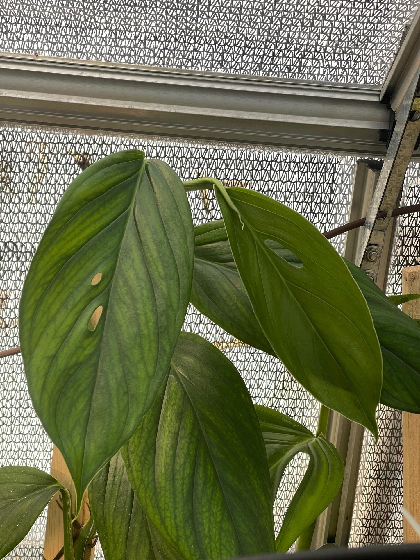 Monstera Adansonii sp Adansonii - very rare