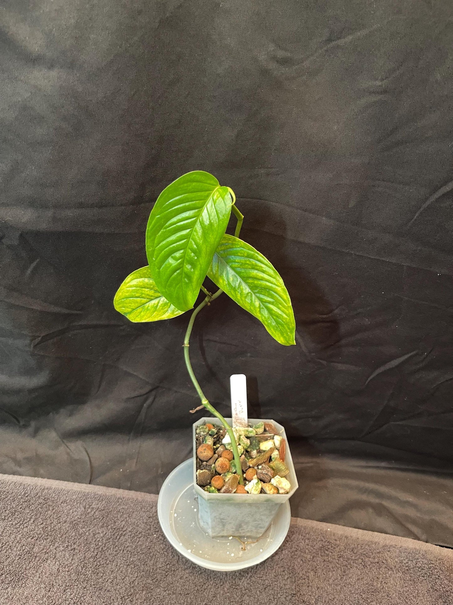 Monstera Buseyi - Ultra Rare