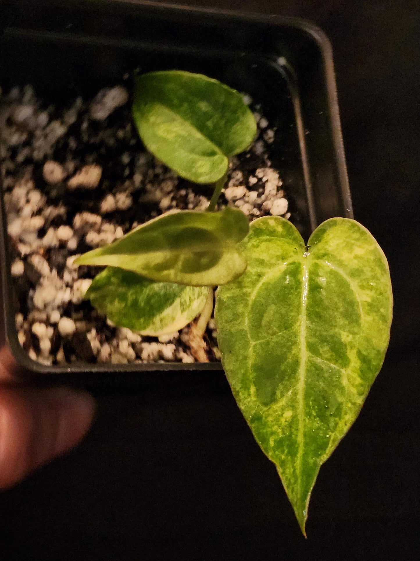 Anthurium NSE Red Crystallinum x Ace of Spades (*Rare Item*)
