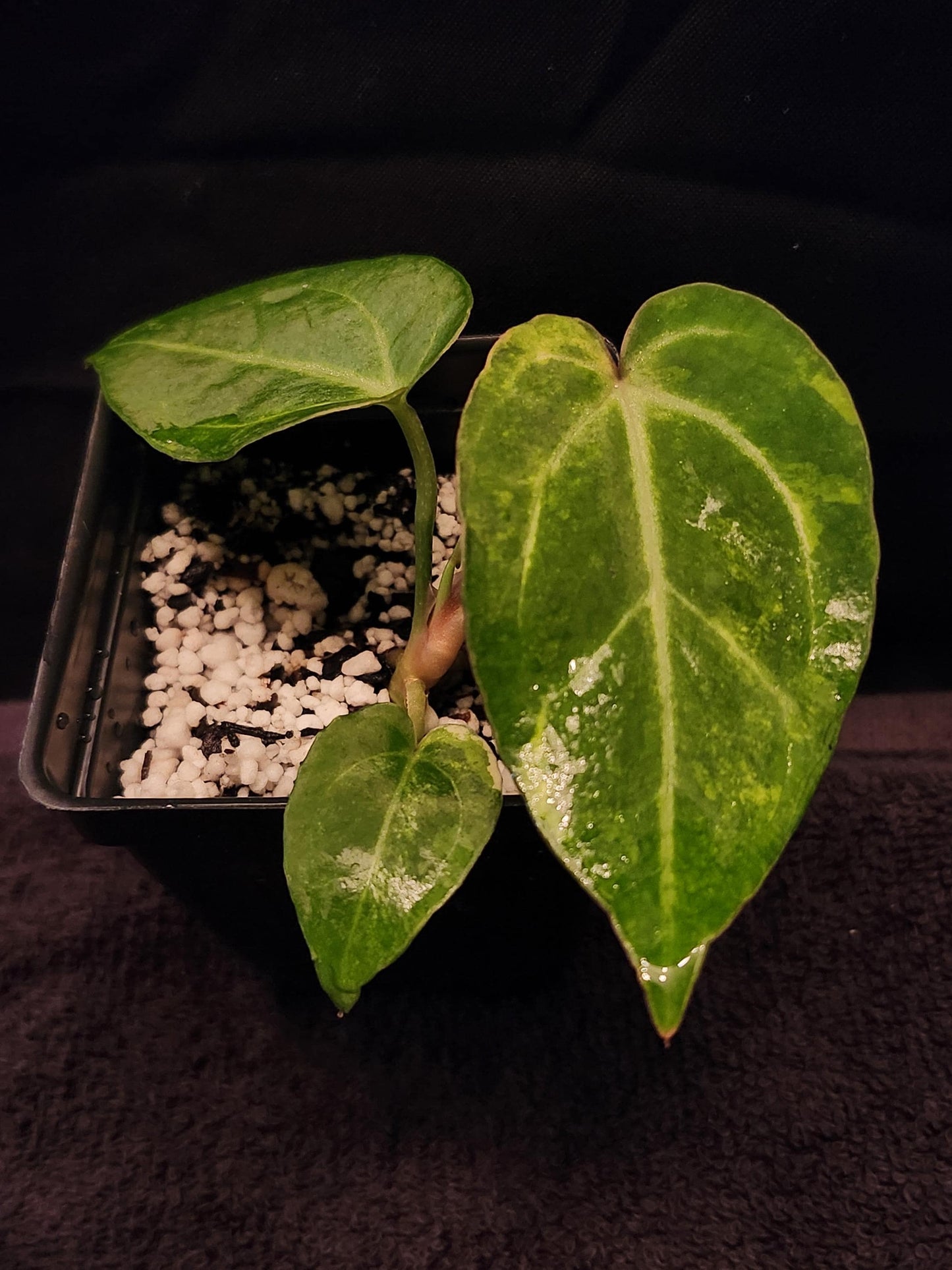 Anthurium NSE Red Crystallinum x Papillilaminum Variegated (*Rare Item*)