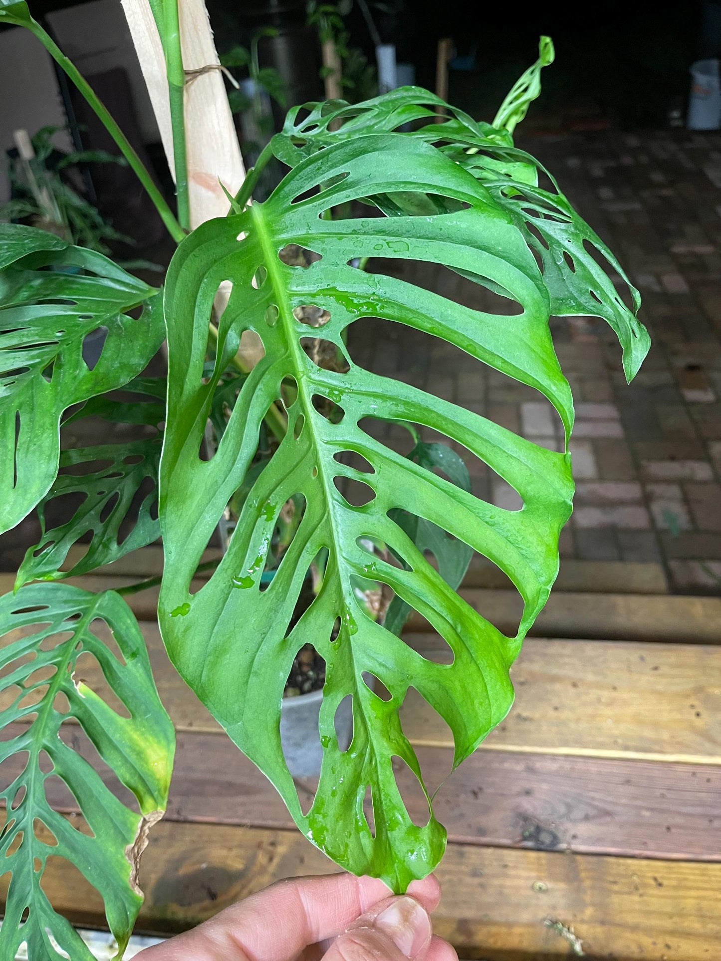 Monstera Adansonii Fairchild Double Window - Silky Leaves