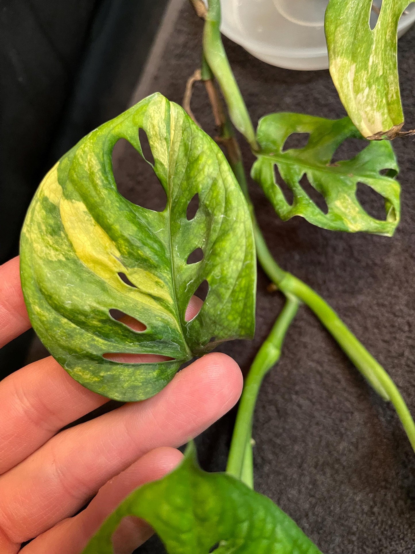 Monstera Adansonii Variegated Aurea