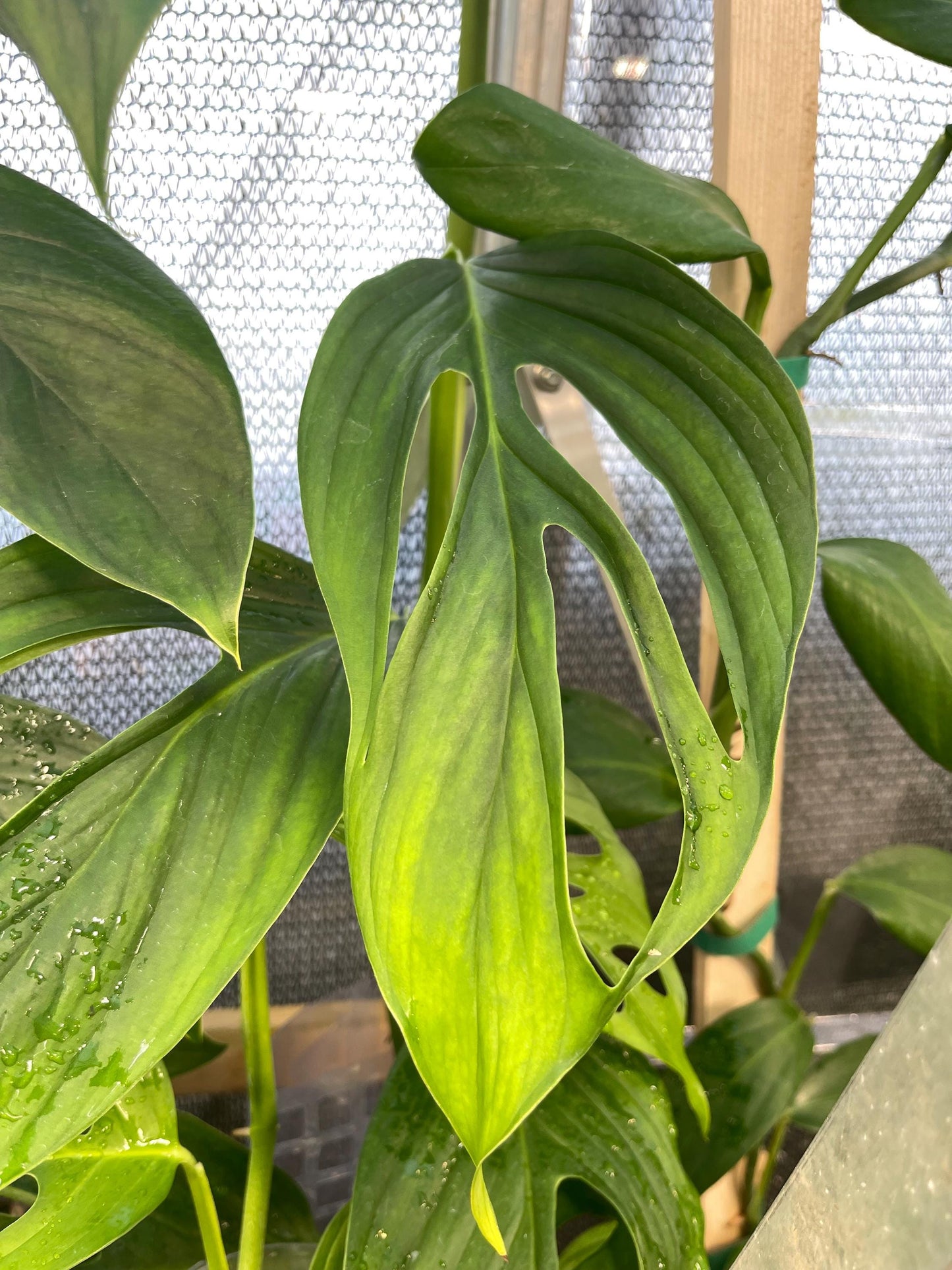 Monstera Adansonii Var. Explitivii