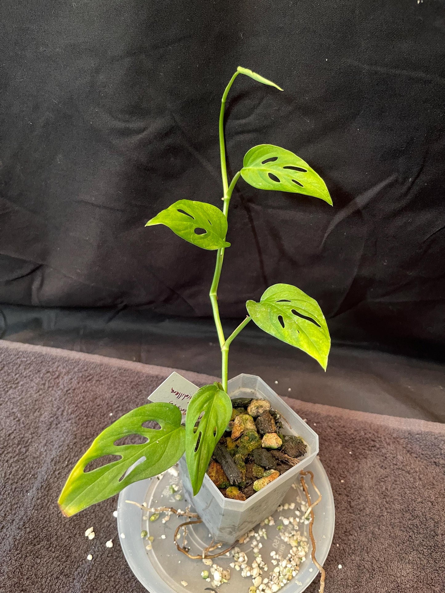 Monstera Mini Adansonii of Centeral Cordillera - Very Rare