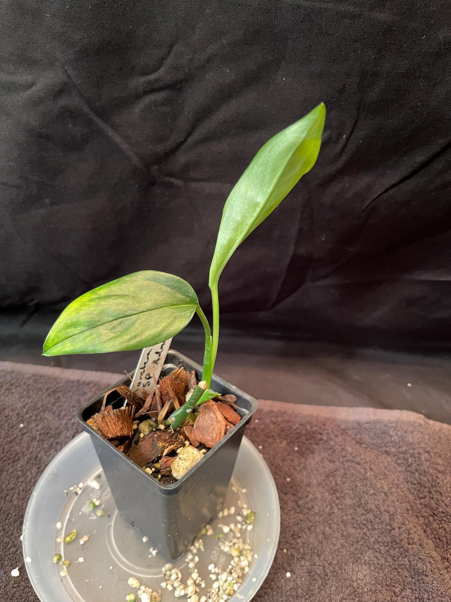 Monstera Adansonii sp Adansonii - very rare