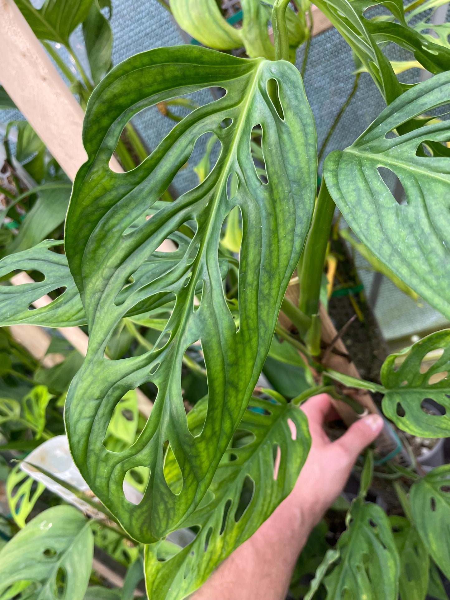 Monstera Obliqua Los Tayos