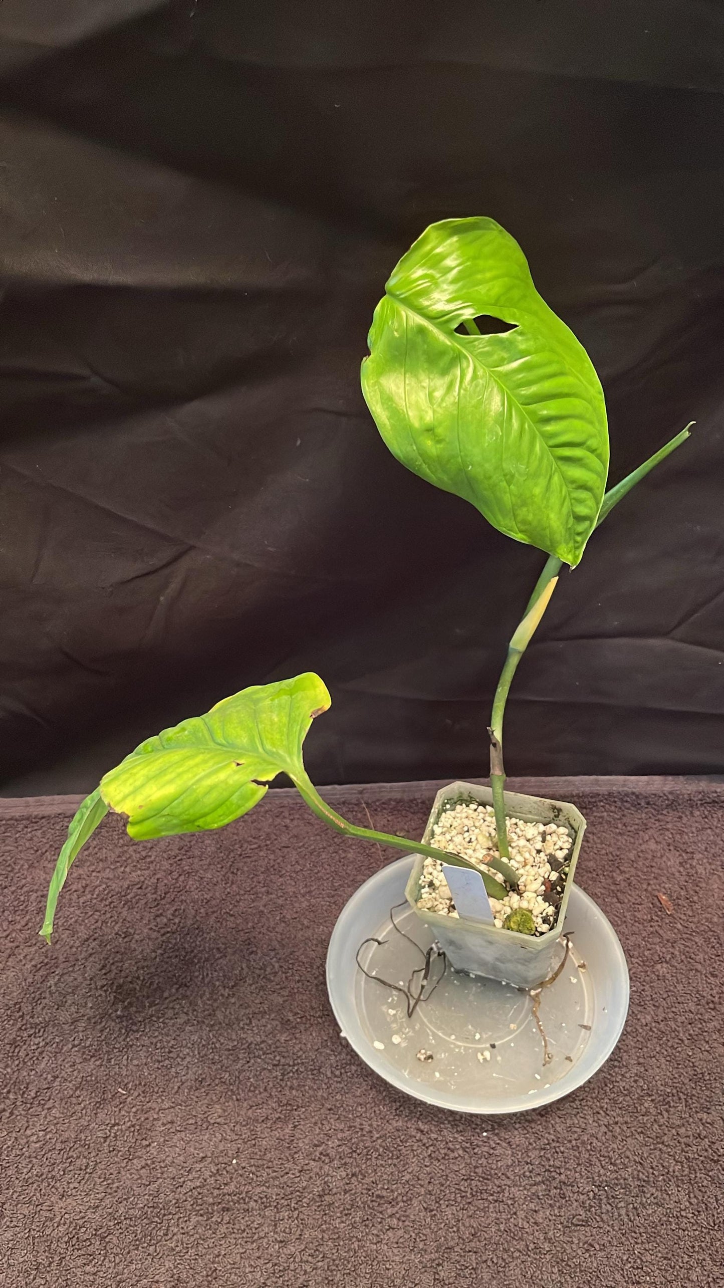 Monstera Obliqua cf Pangui