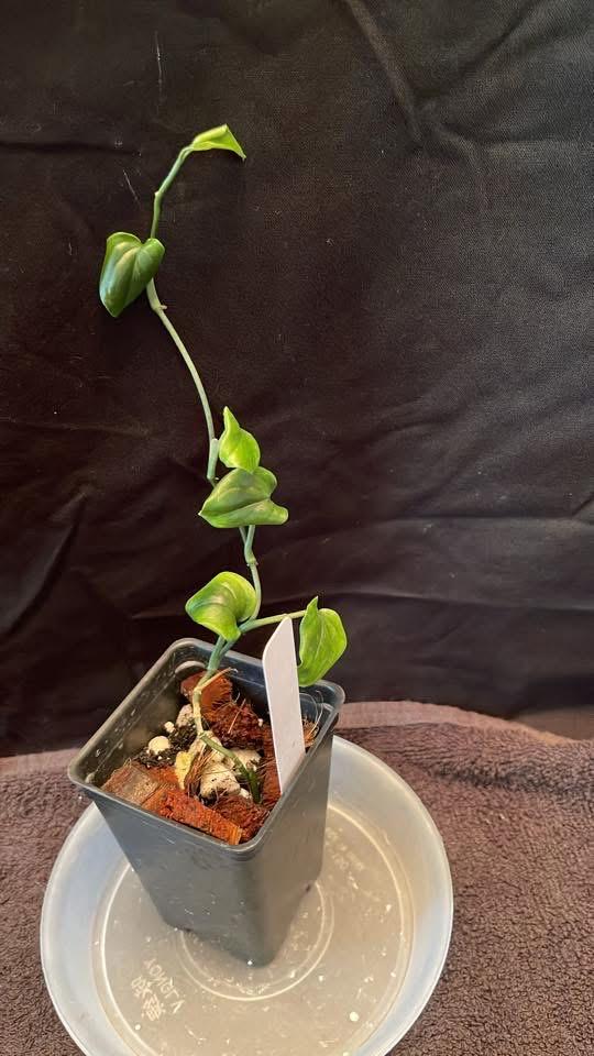 Monstera Gabensis