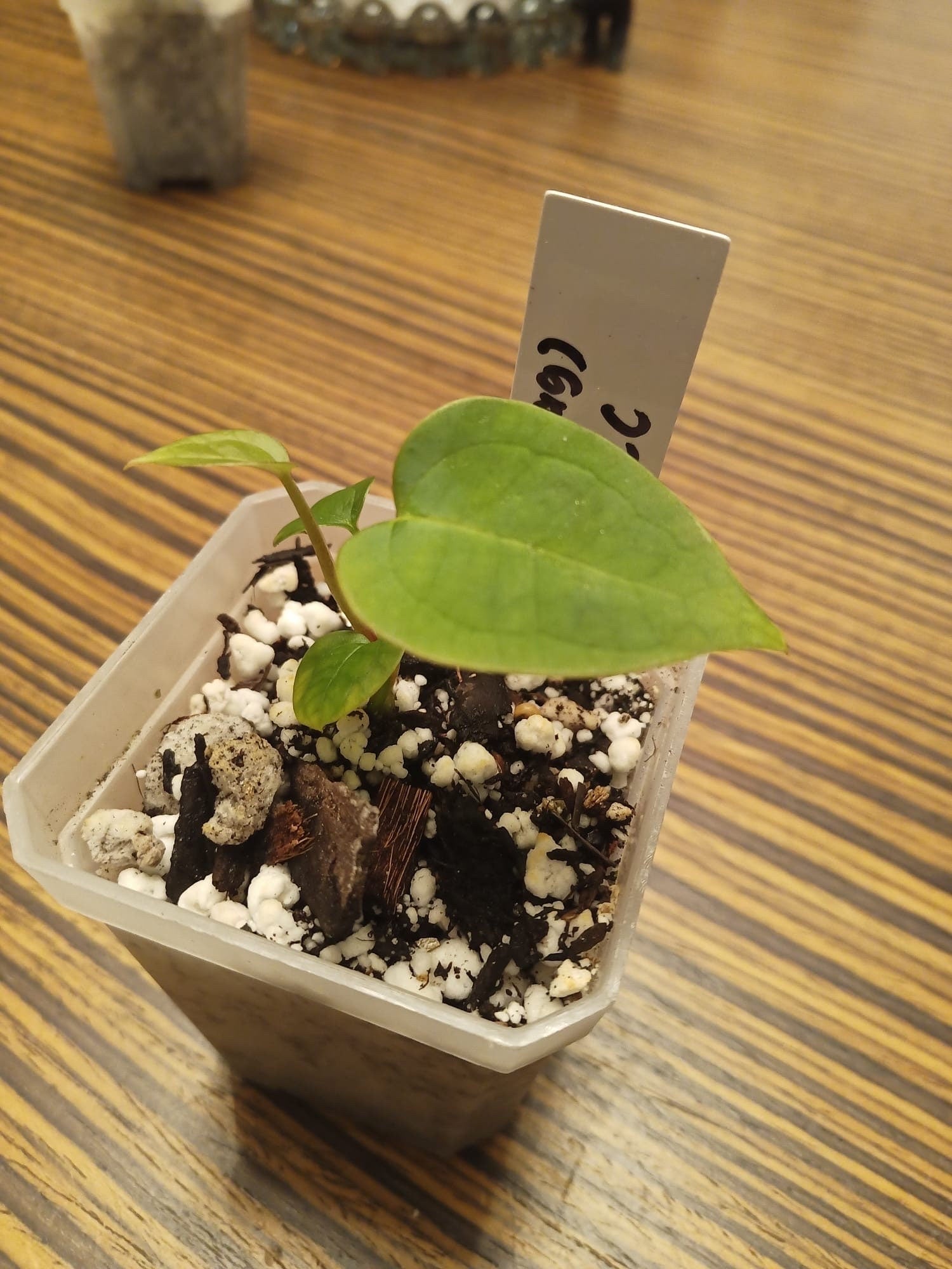 Anthurium Papillilaminum x A. Magnificum x A. Brielle Red Crystallinum