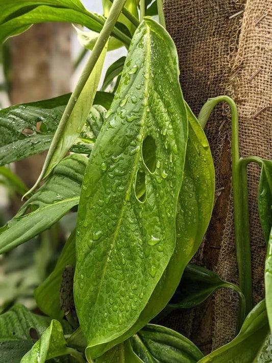 Monstera Obliqua Bolivia
