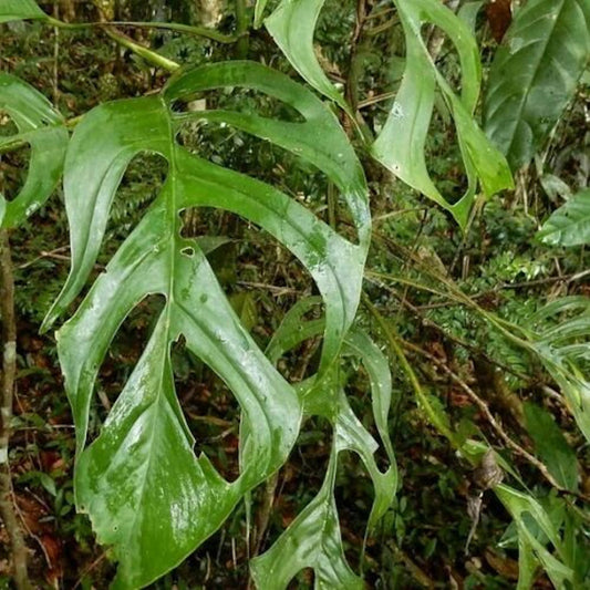 Monstera Praetermissa