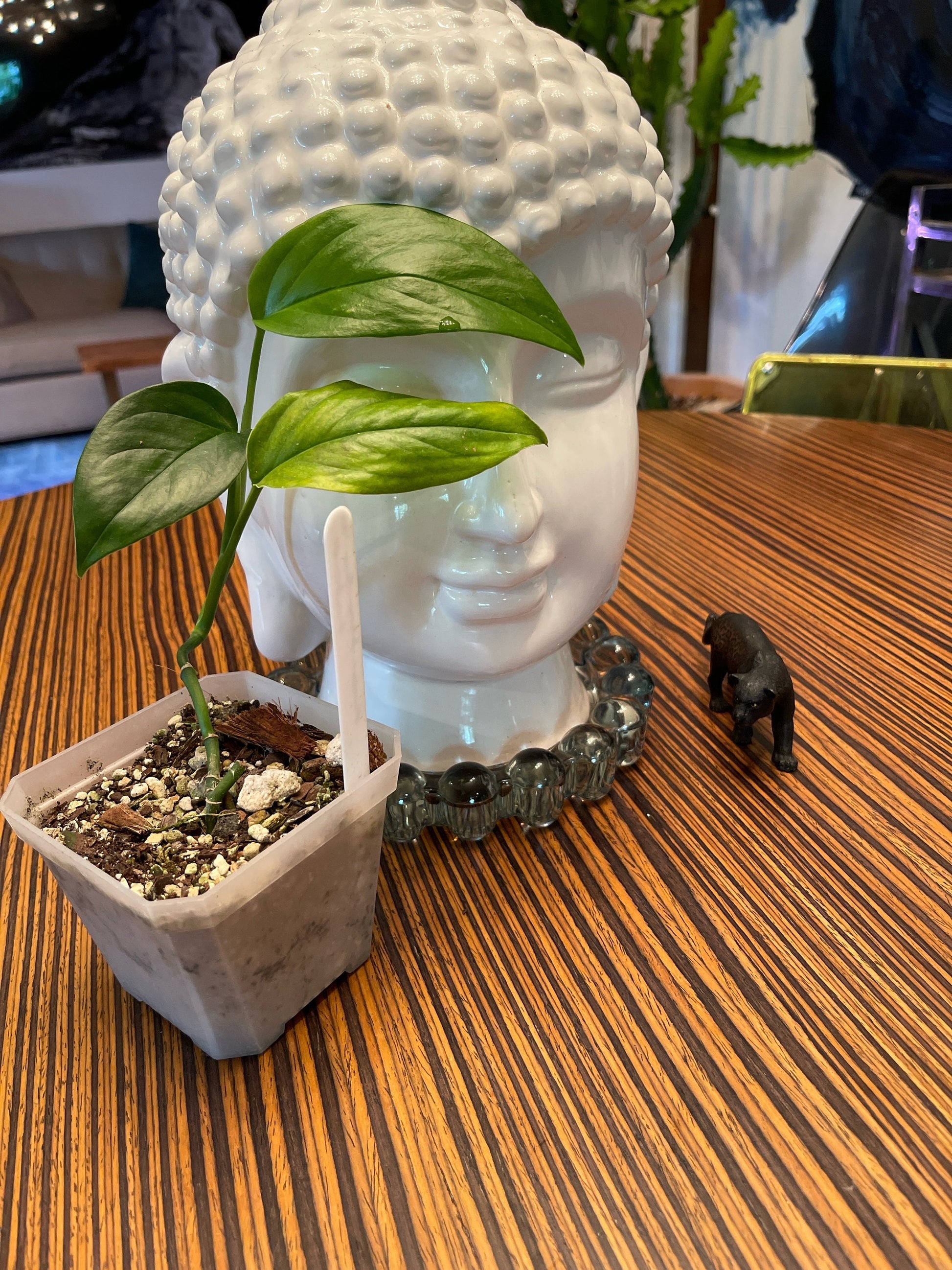 Monstera Adansonii Basse-Terre Guadeloupe