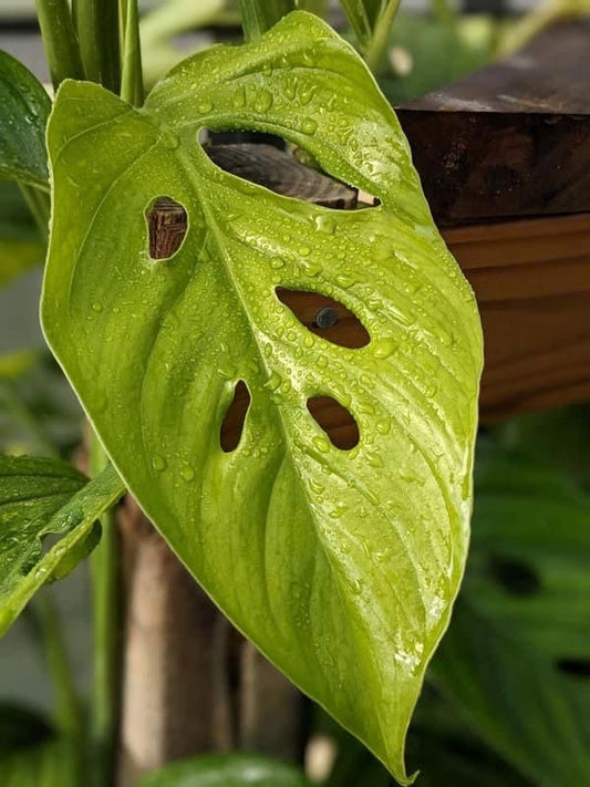 Monstera Adansonii Basse-Terre Guadeloupe