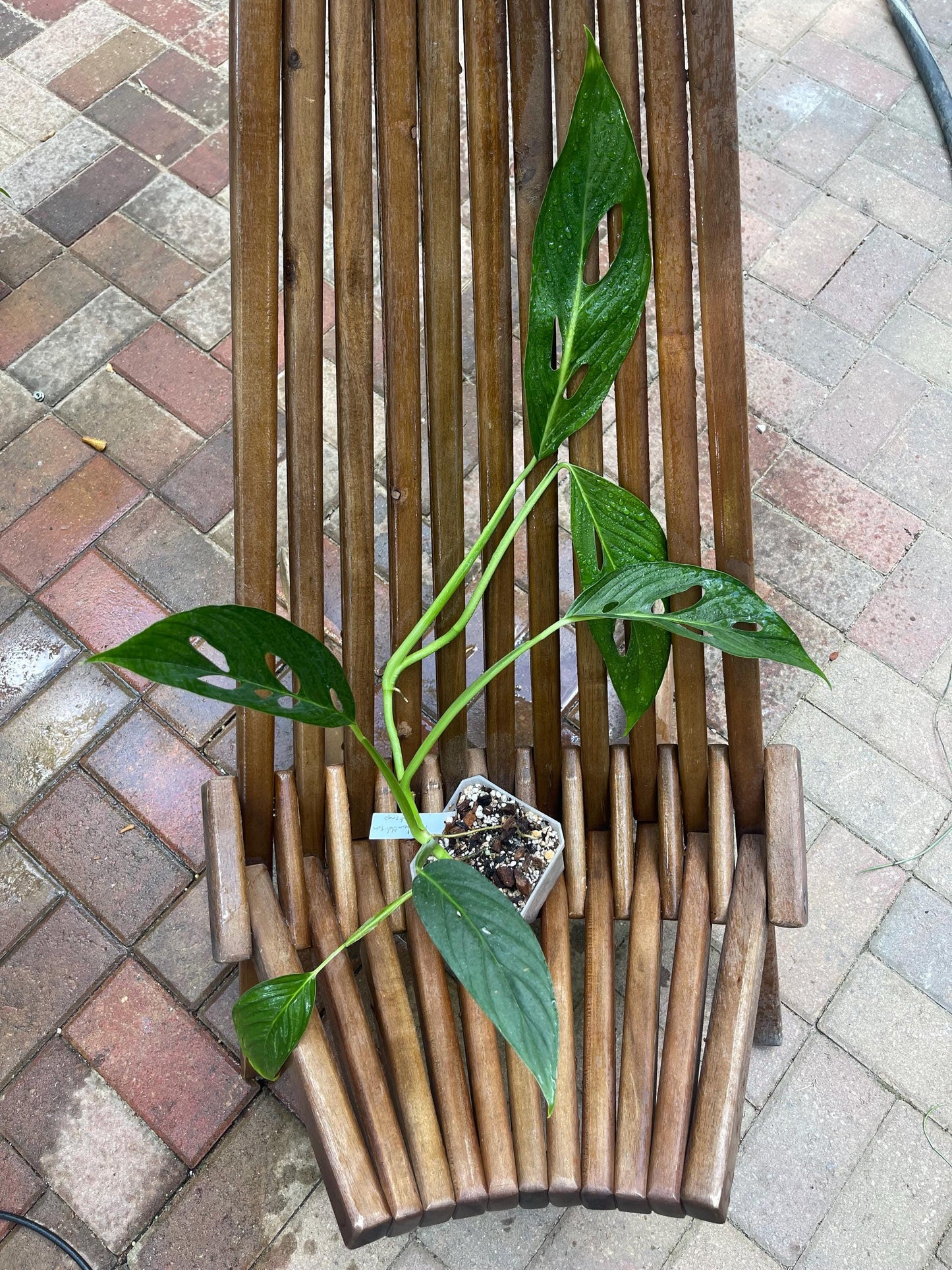 Monstera Obliqua Santiago