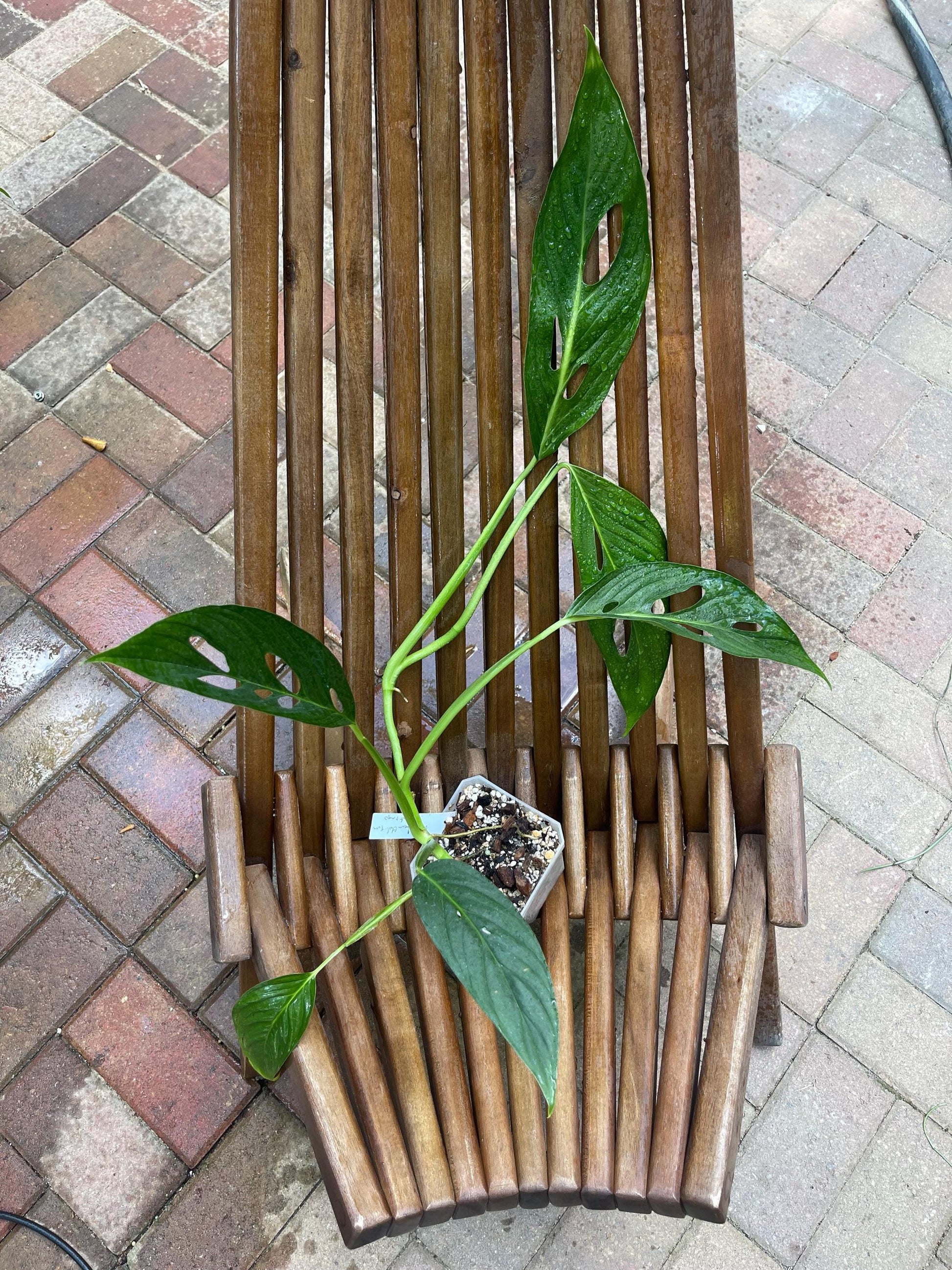 Monstera Obliqua Santiago