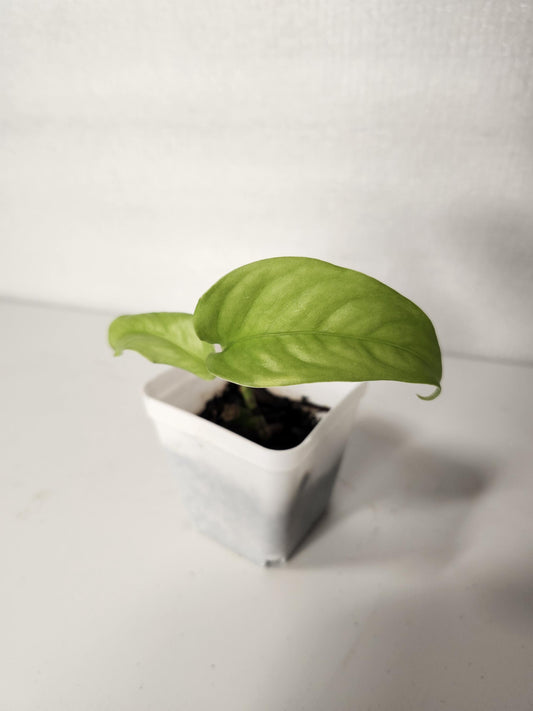 Monstera Gracilis
