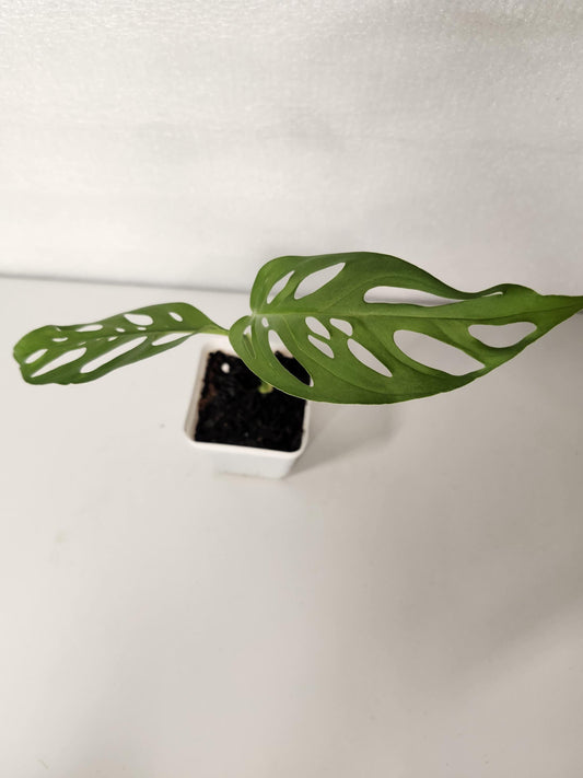 Monstera Laniata