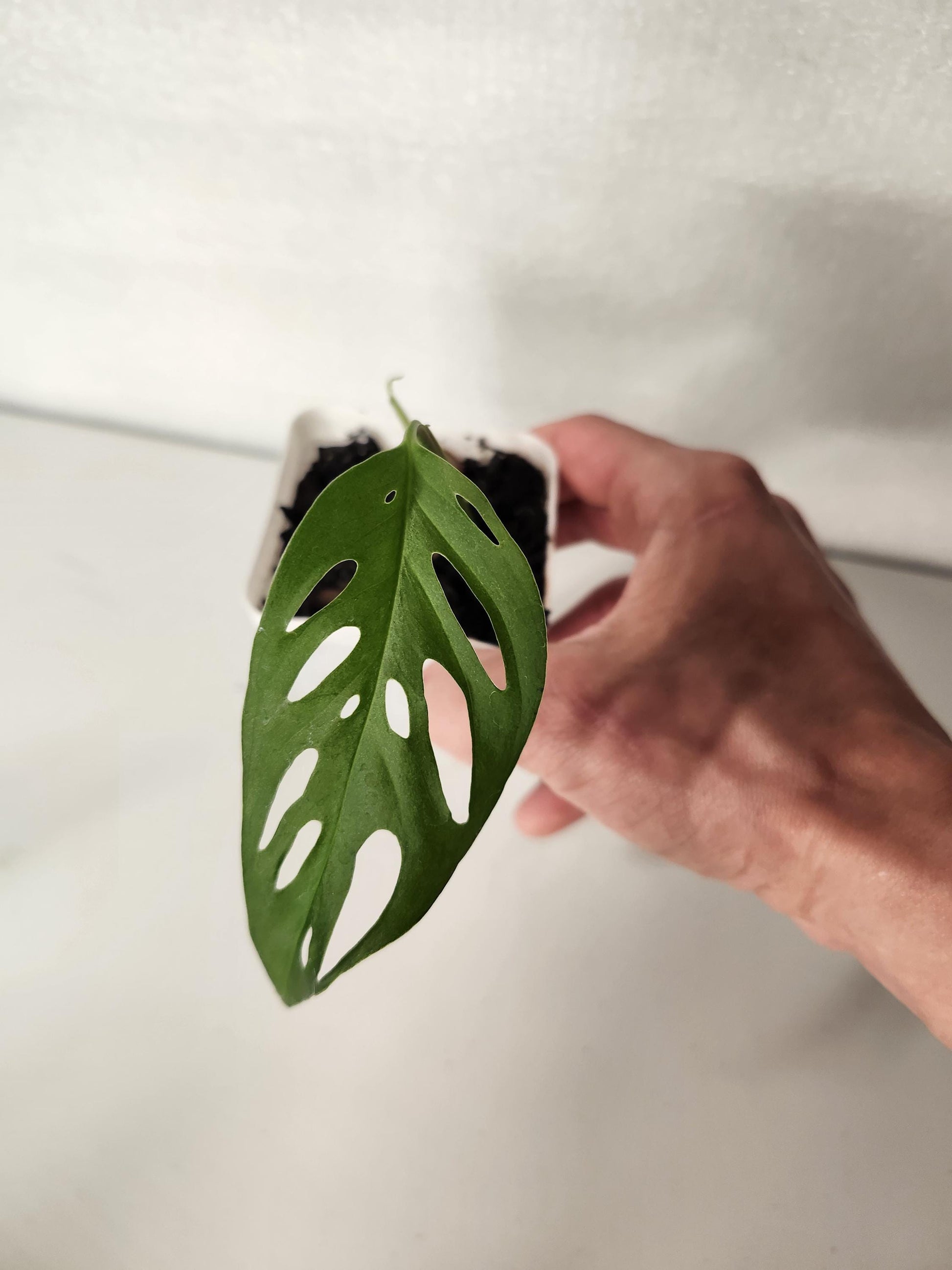 Monstera Laniata
