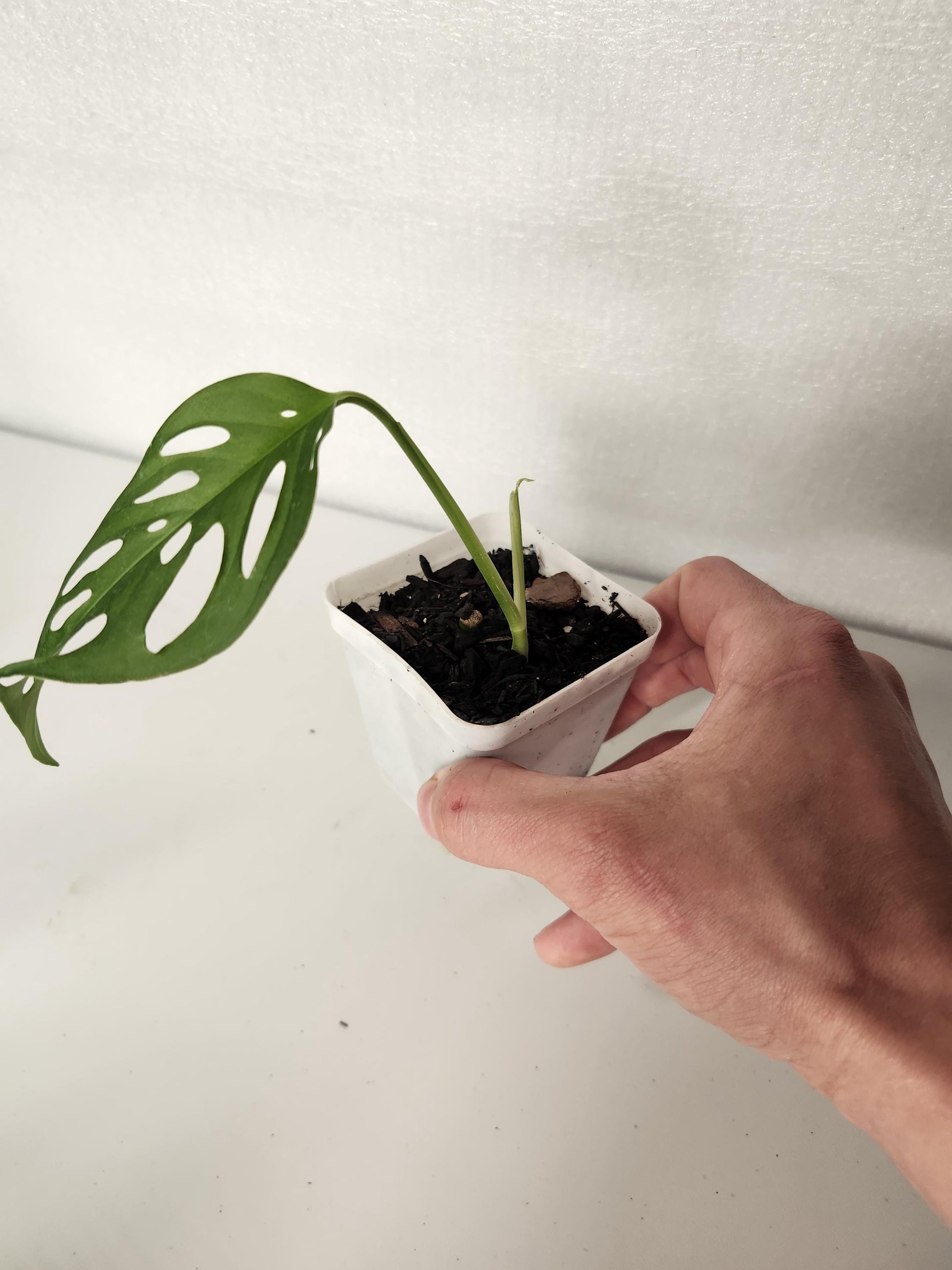 Monstera Laniata