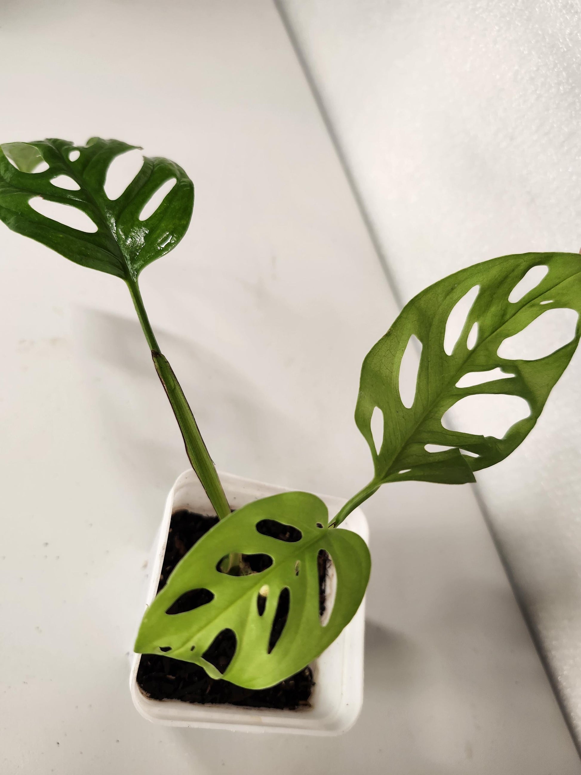 Monstera Adansonii Pequeña