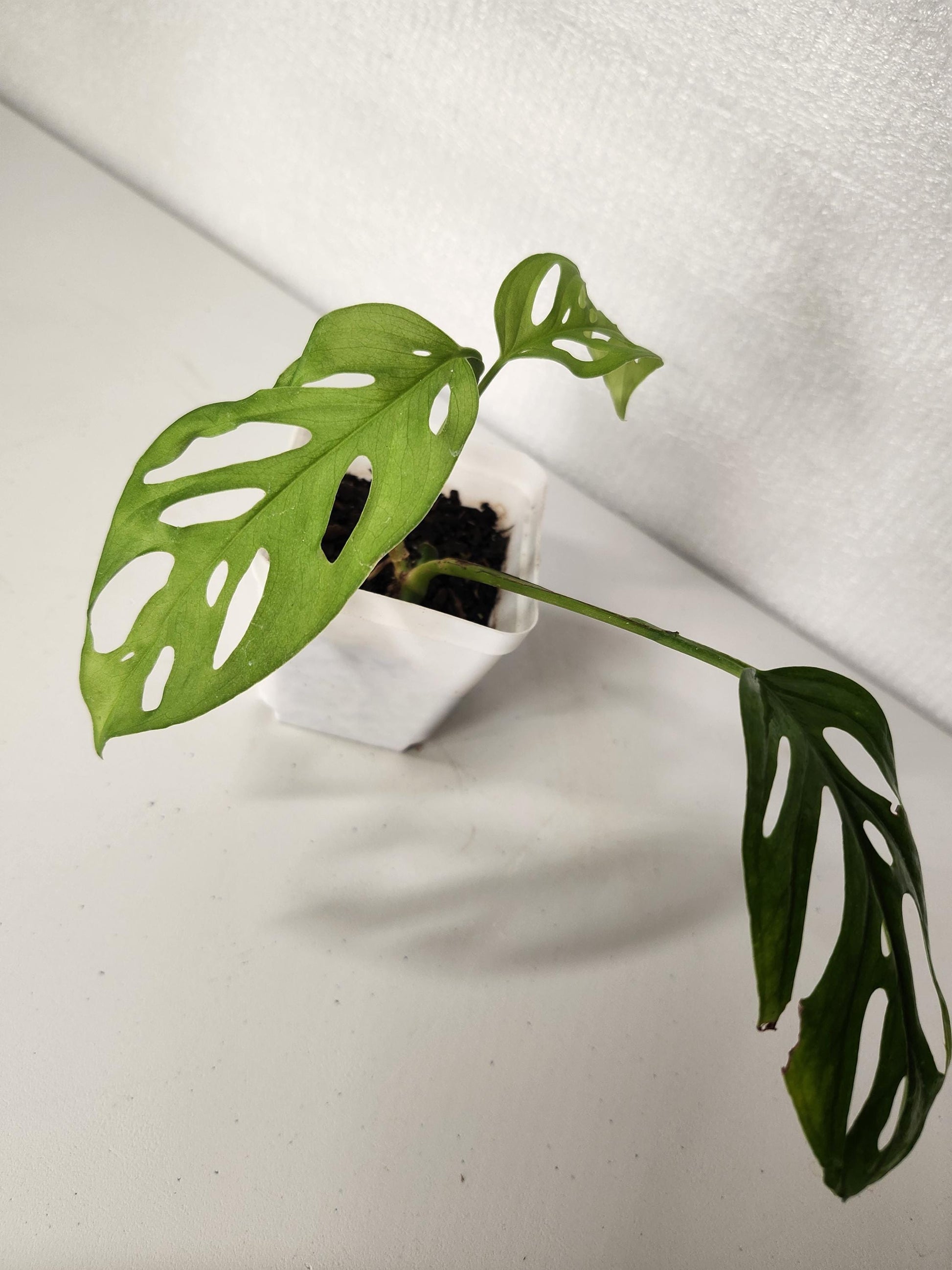 Monstera Adansonii Pequeña