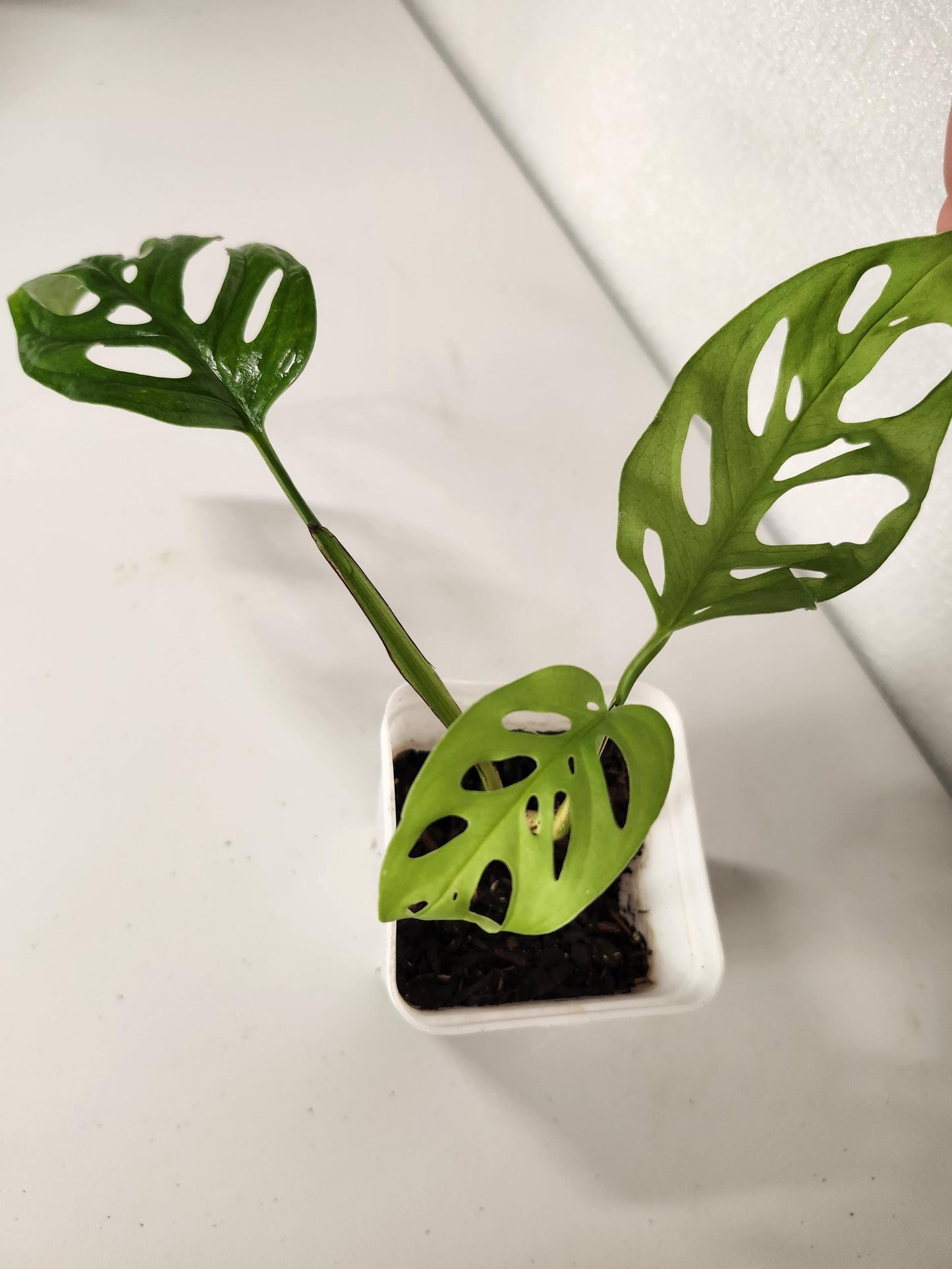 Monstera Adansonii Pequeña