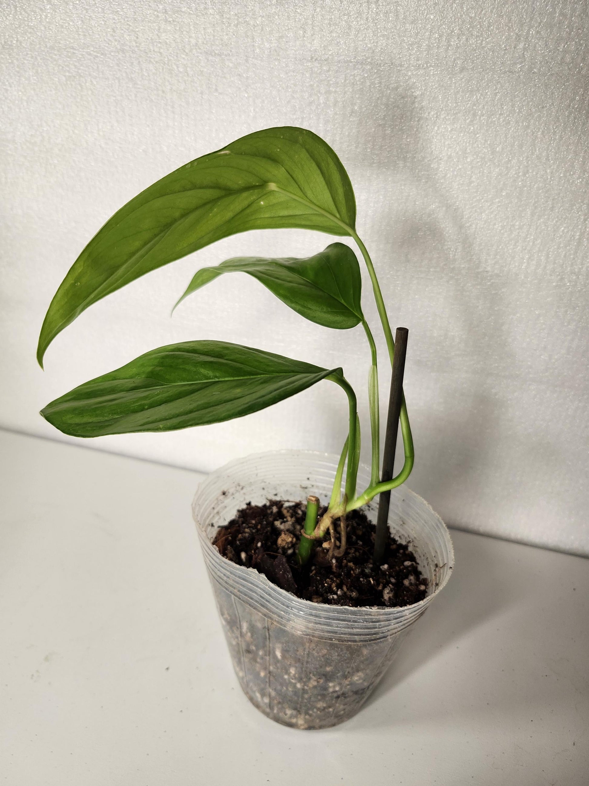 Monstera Obliqua Napo