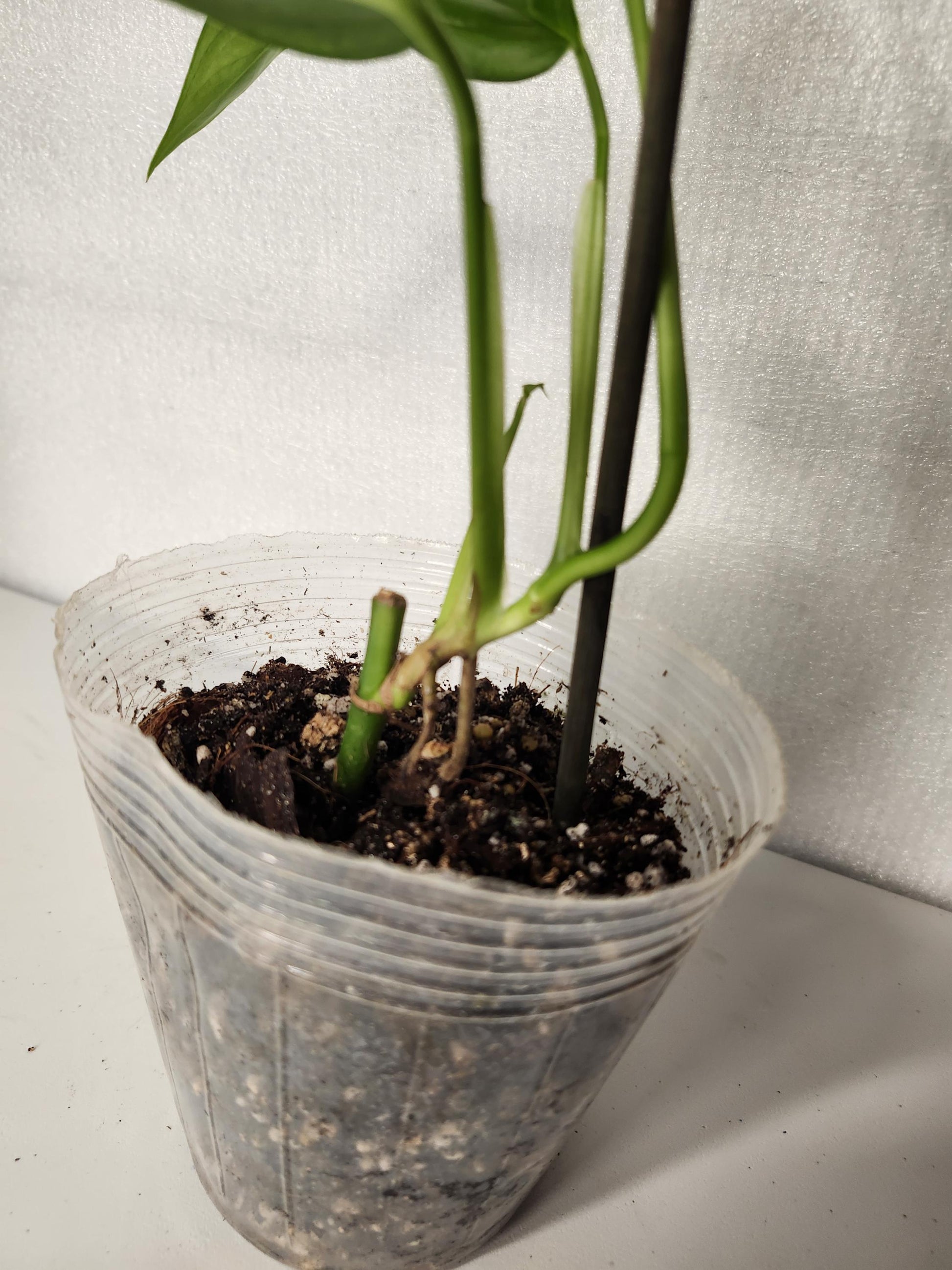 Monstera Obliqua Napo