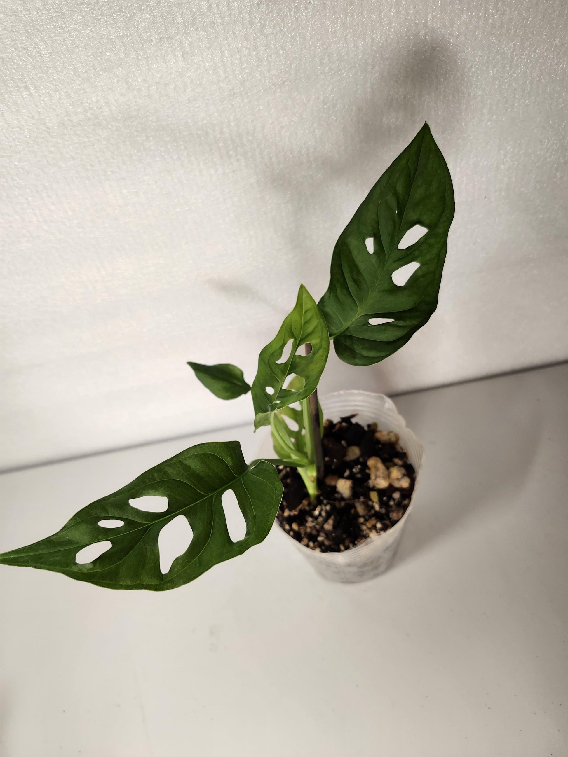 Monstera Obliqua Tena