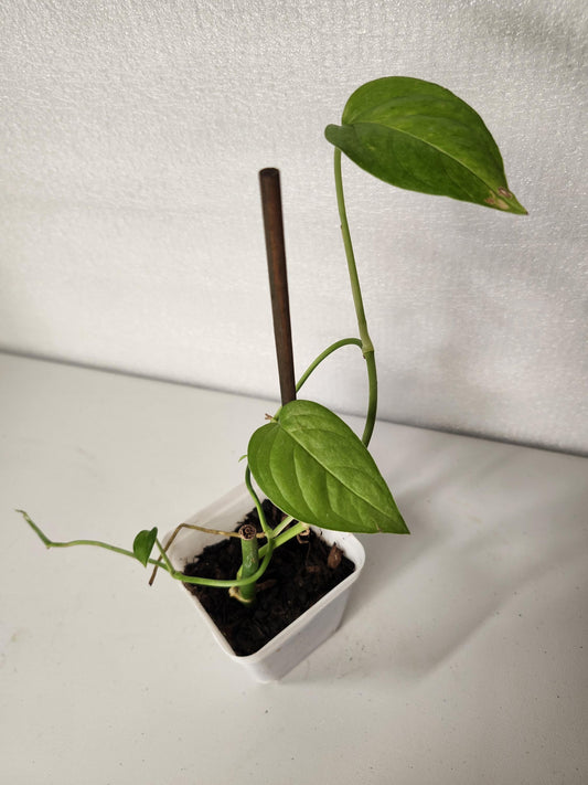 Monstera Obliqua Slovakian University