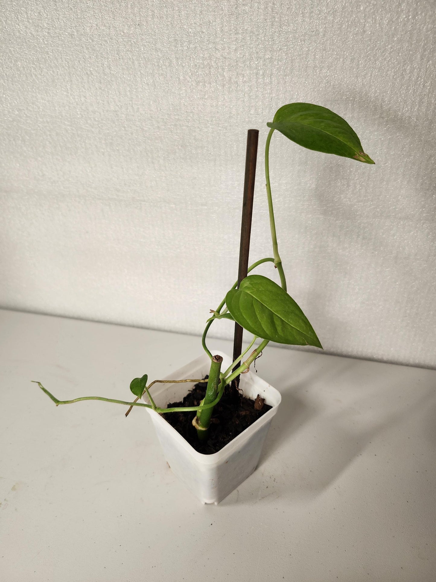 Monstera Obliqua Slovakian University