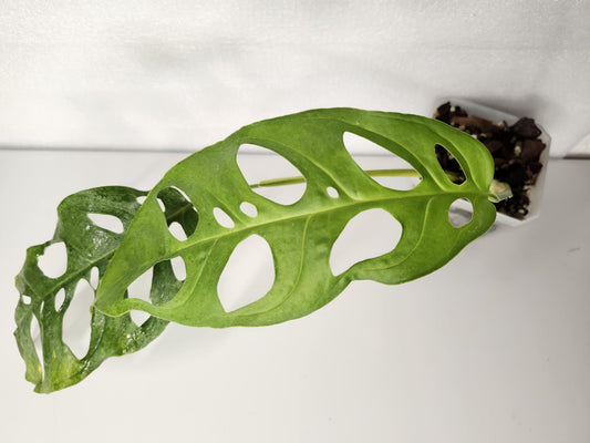 Monstera Adansonii Longifolia Ecuador