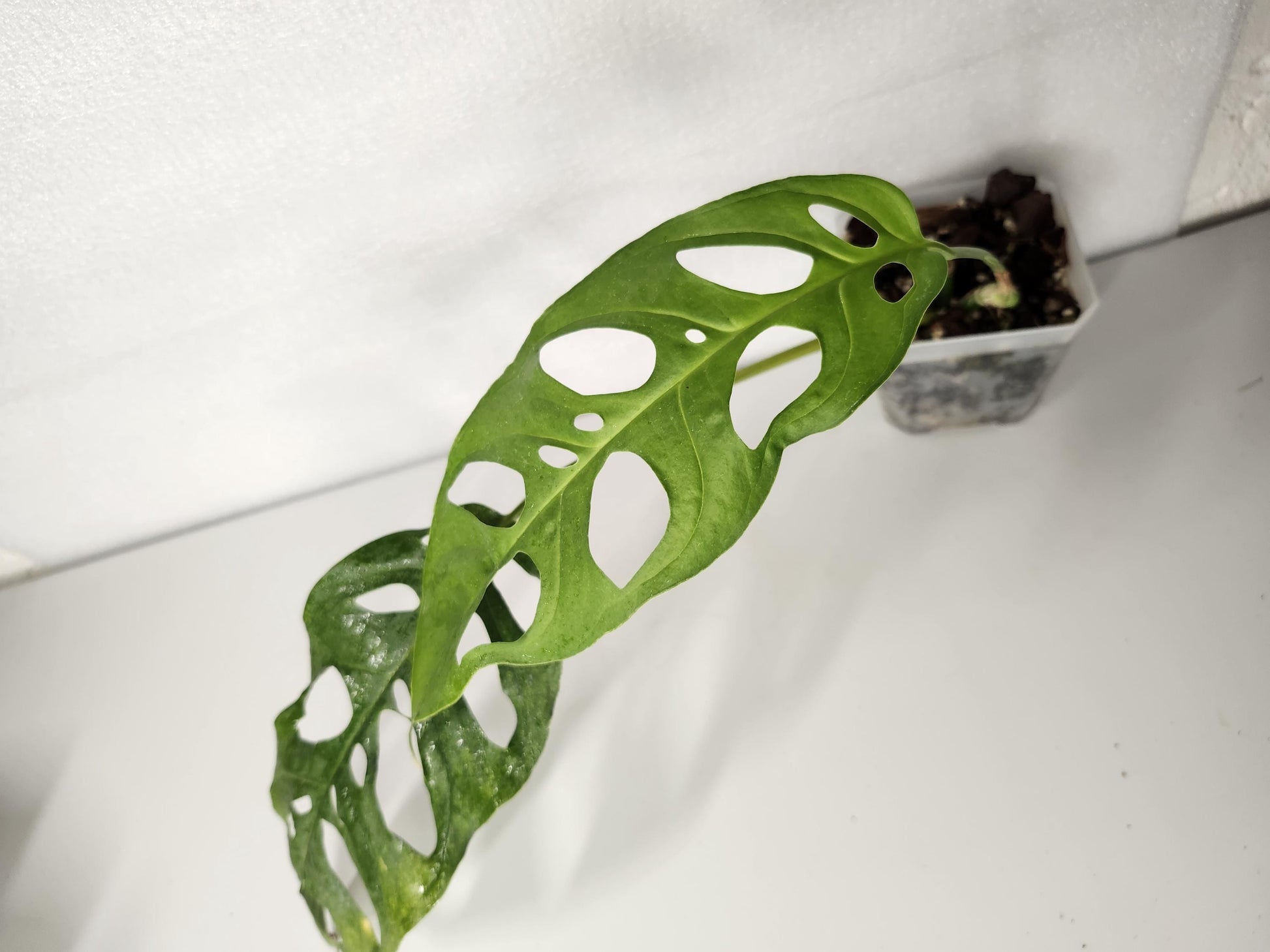 Monstera Adansonii Longifolia Ecuador