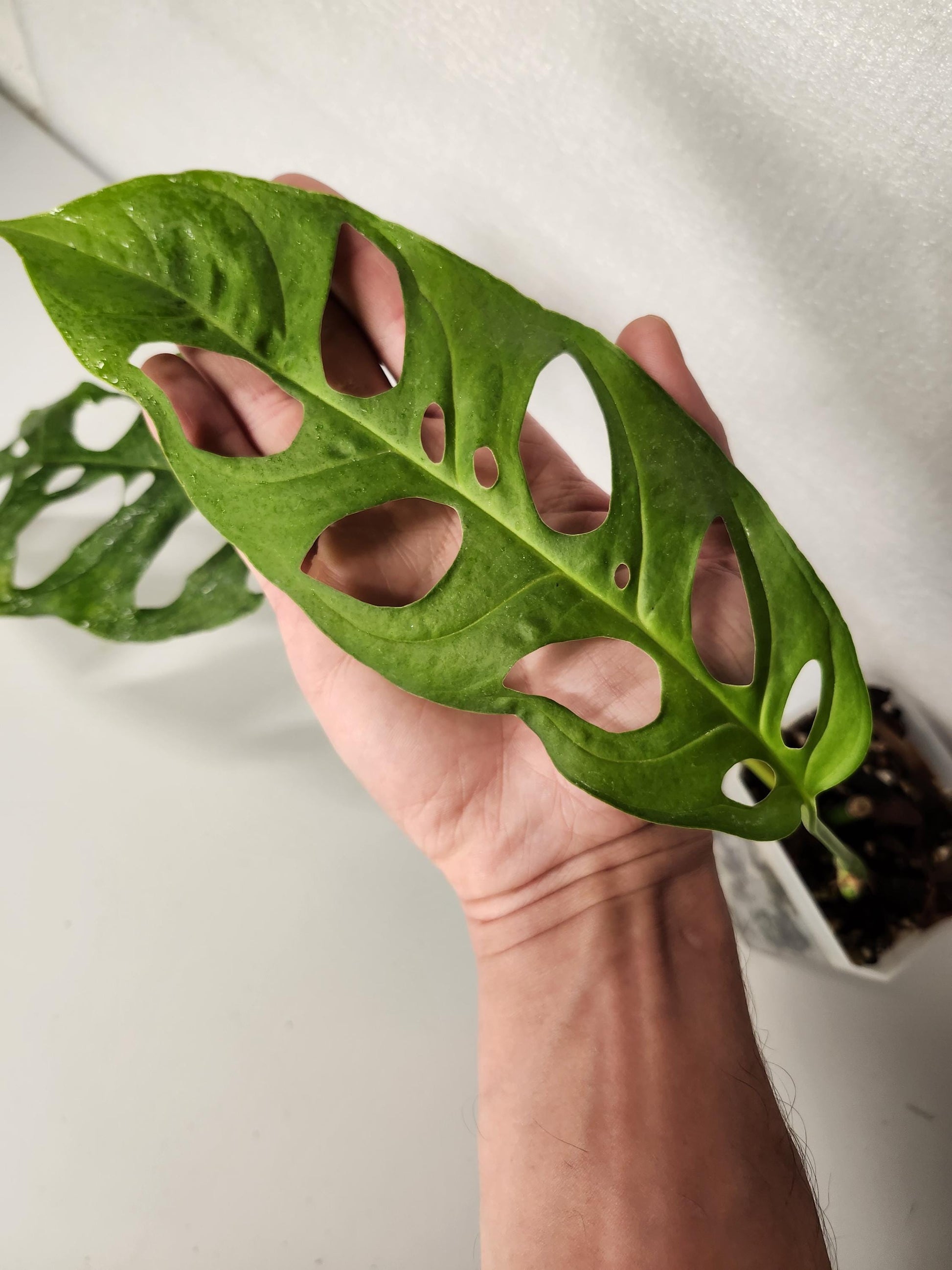 Monstera Adansonii Longifolia Ecuador